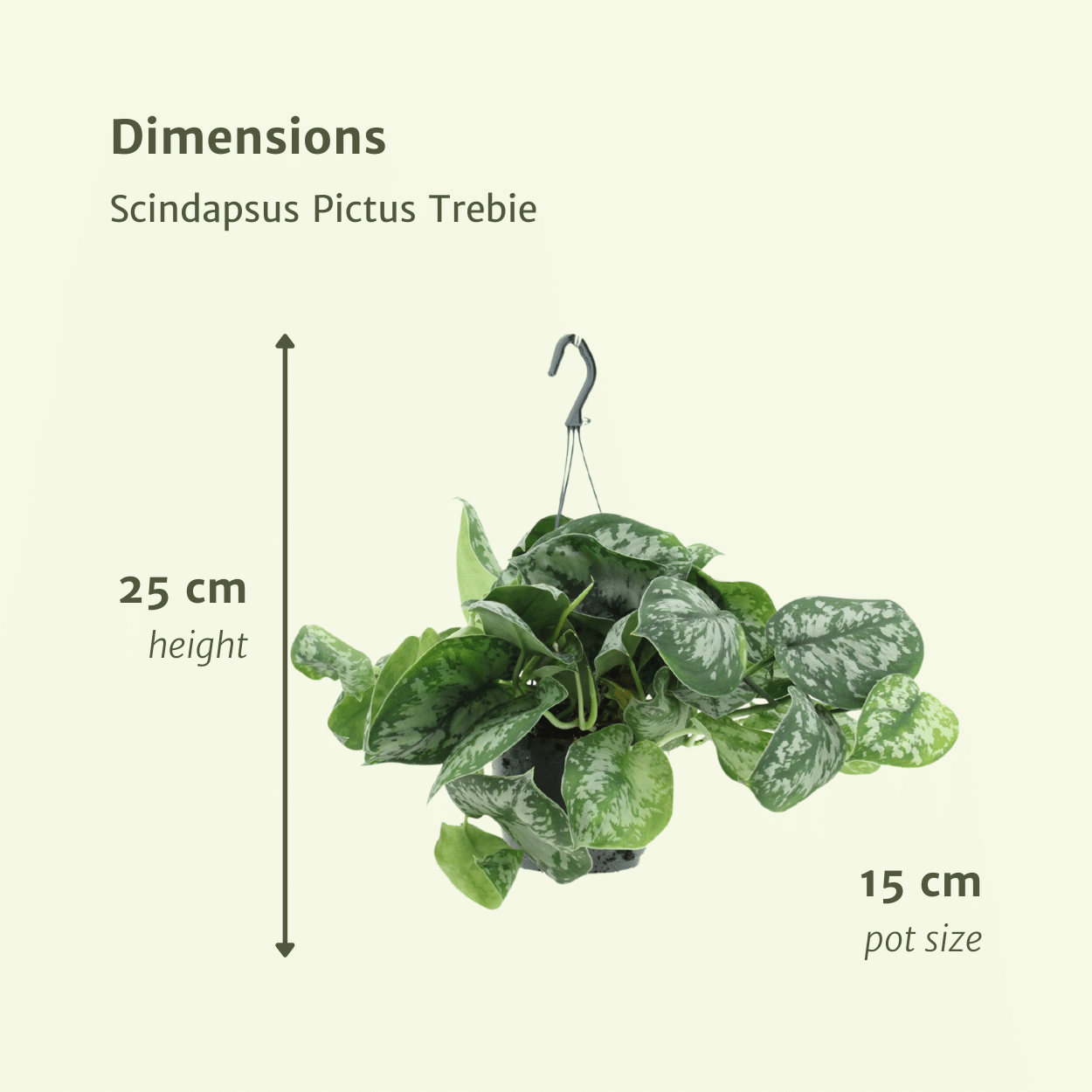 Scindapsus Pictus Trebie (Epipremnum) - 2 stuks (10280)