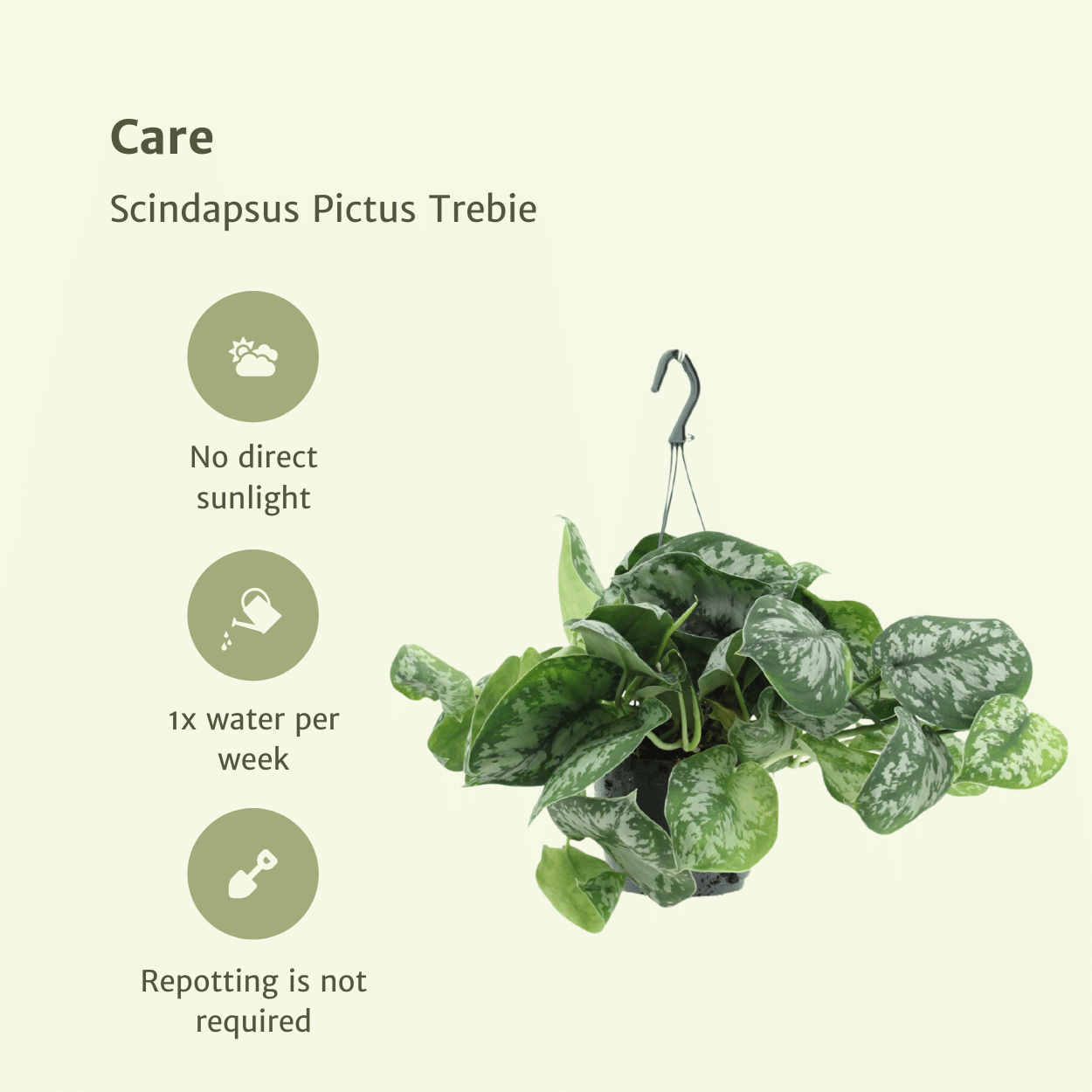 Scindapsus Pictus Trebie (Epipremnum) - 2 stuks (10280)