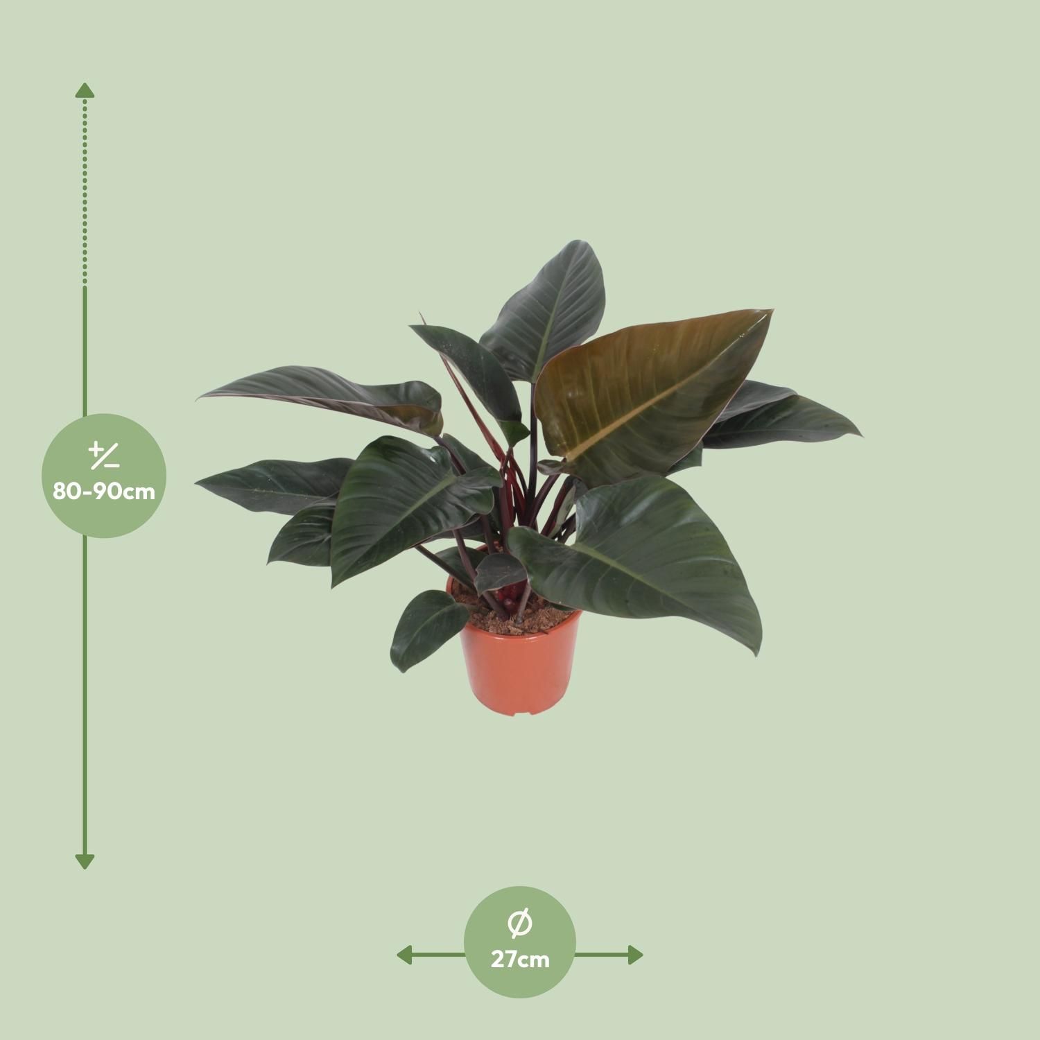 Philodendron Congo Red (10173)