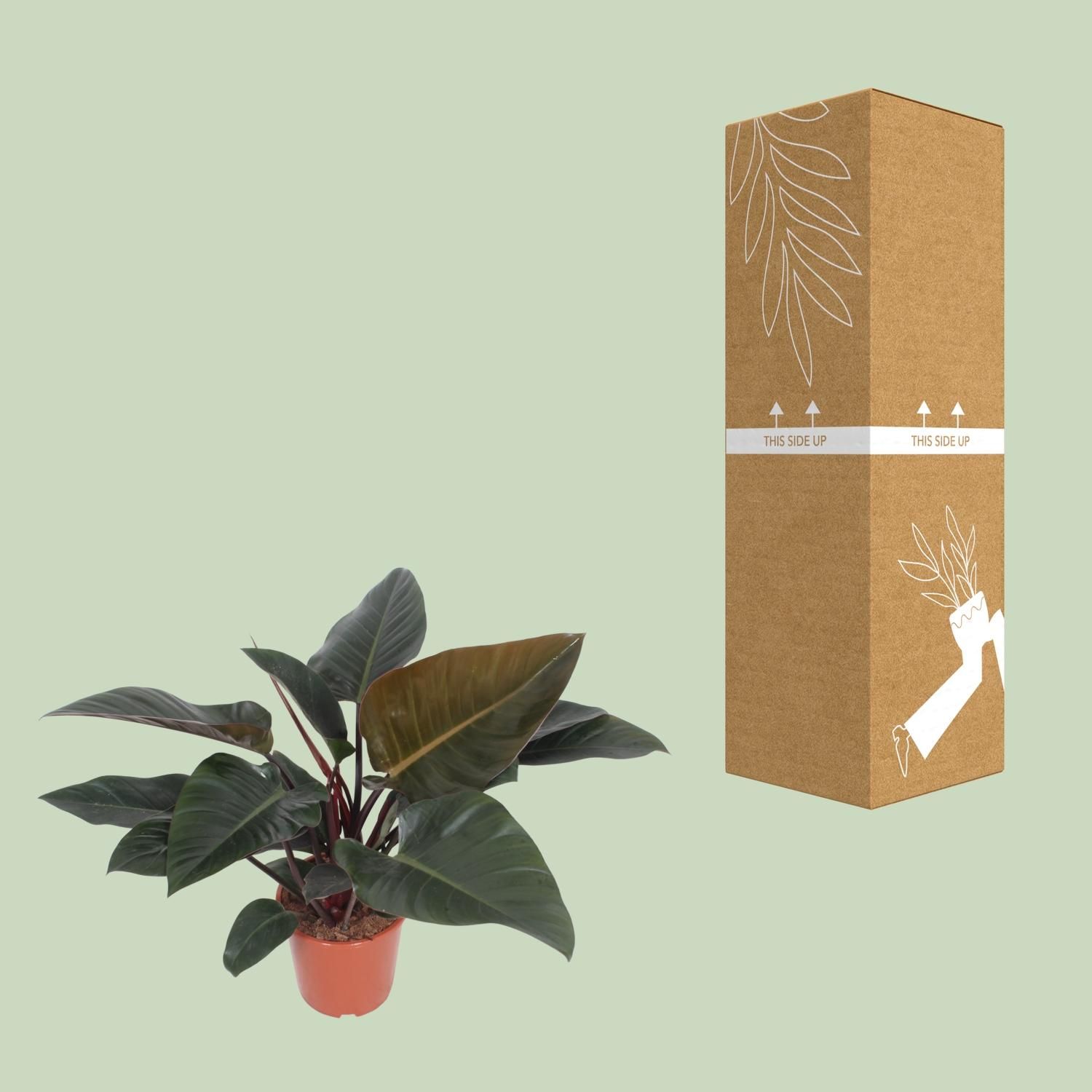 Philodendron Congo Red (10173)