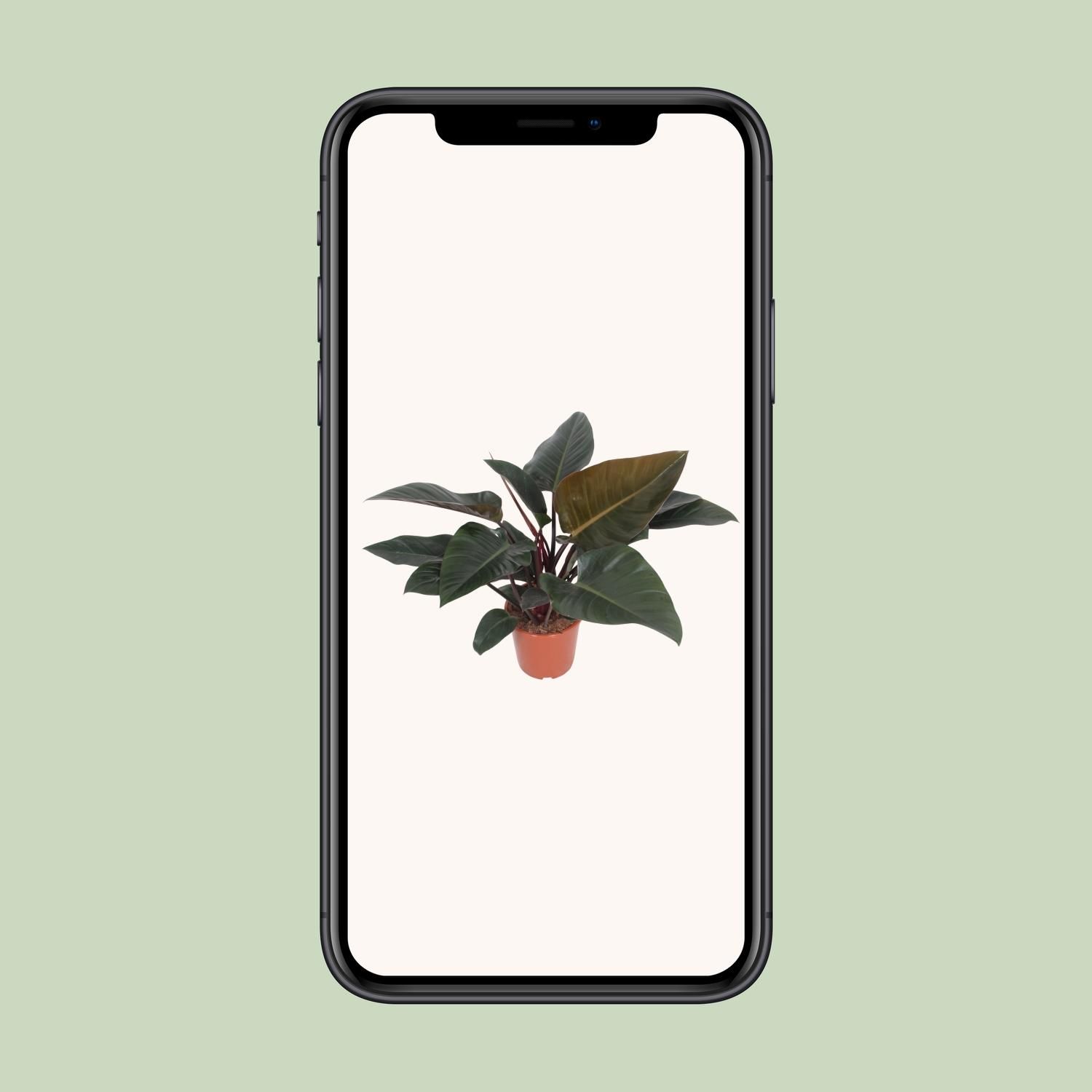 Philodendron Congo Red (10173)