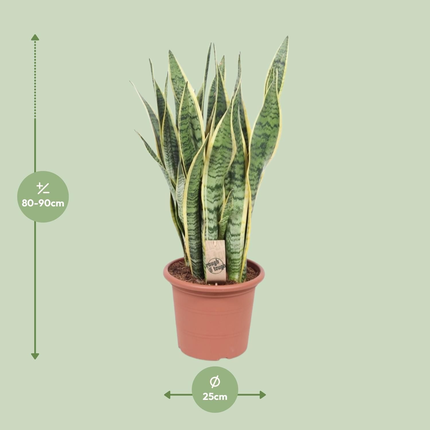 Sansevieria Trifasciata Laurentii (10157)
