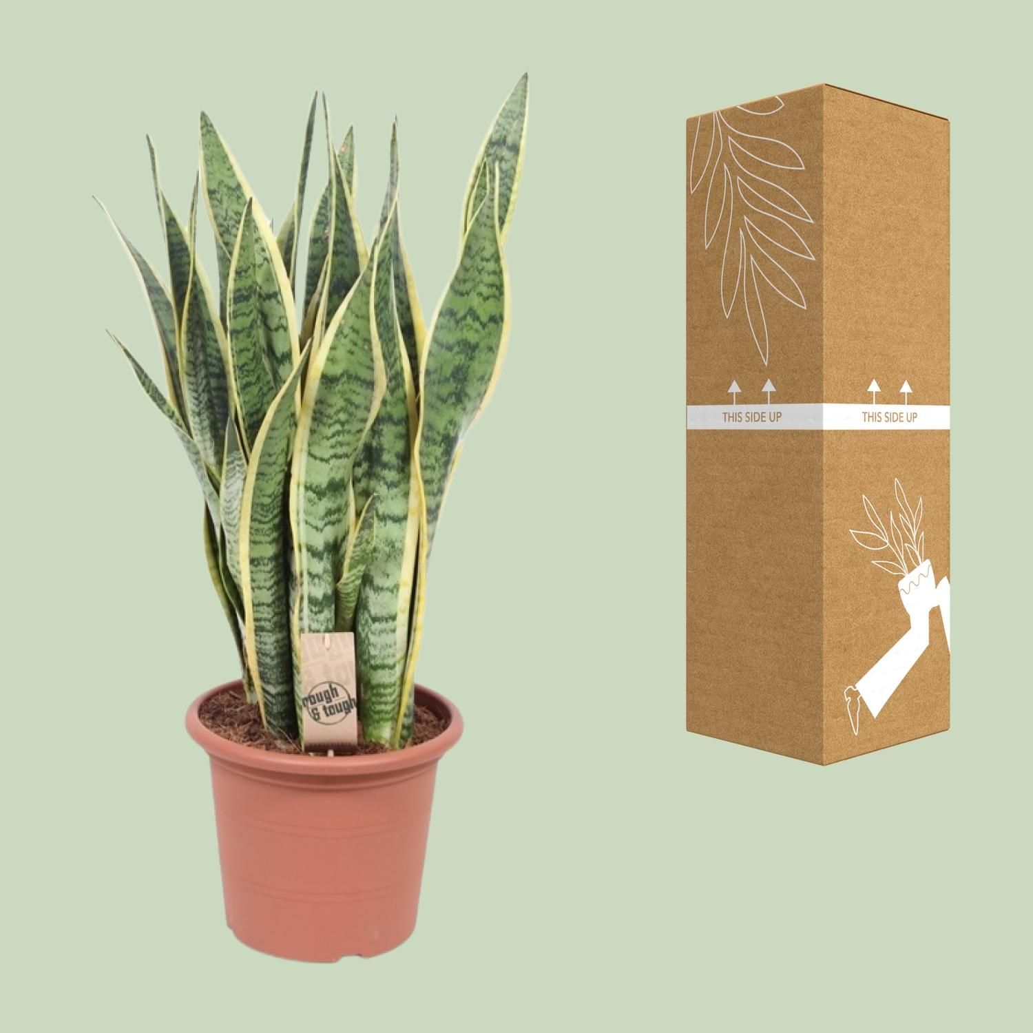 Sansevieria Trifasciata Laurentii (10157)