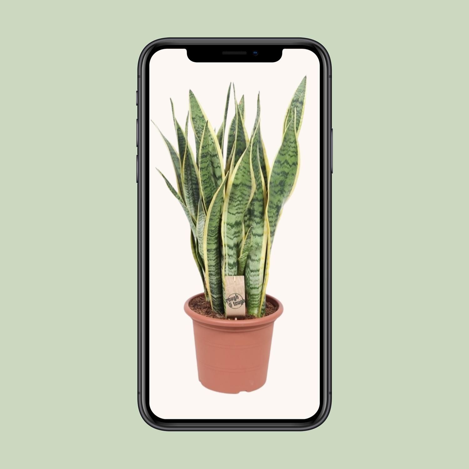 Sansevieria Trifasciata Laurentii (10157)
