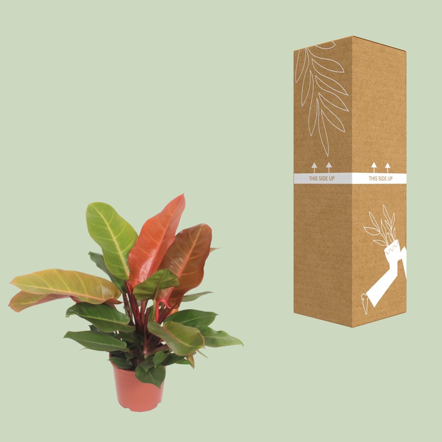 Philodendron Prince of Orange (10085)