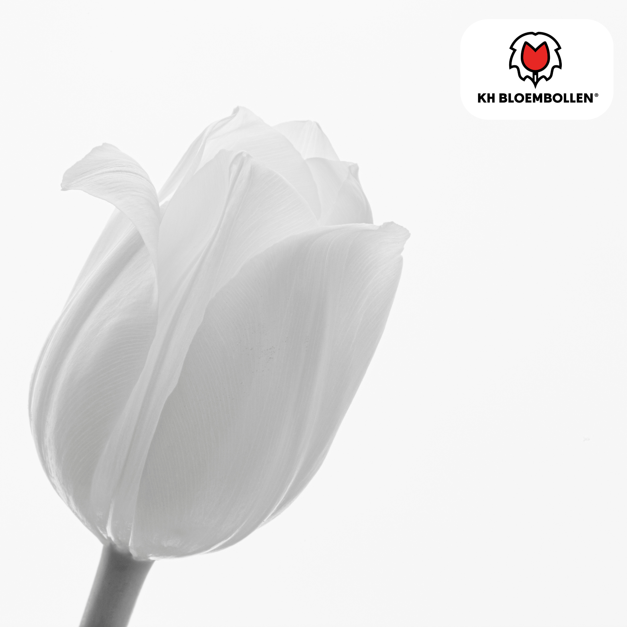 Tulpenbollen Catherina – 20 Stuks | KH Bloembollen® | Zuiver Witte Tulp – Tijdloos & Elegant – Voor Tuin of Pot – Maat 11/12 – Vers van de Teler (51154)