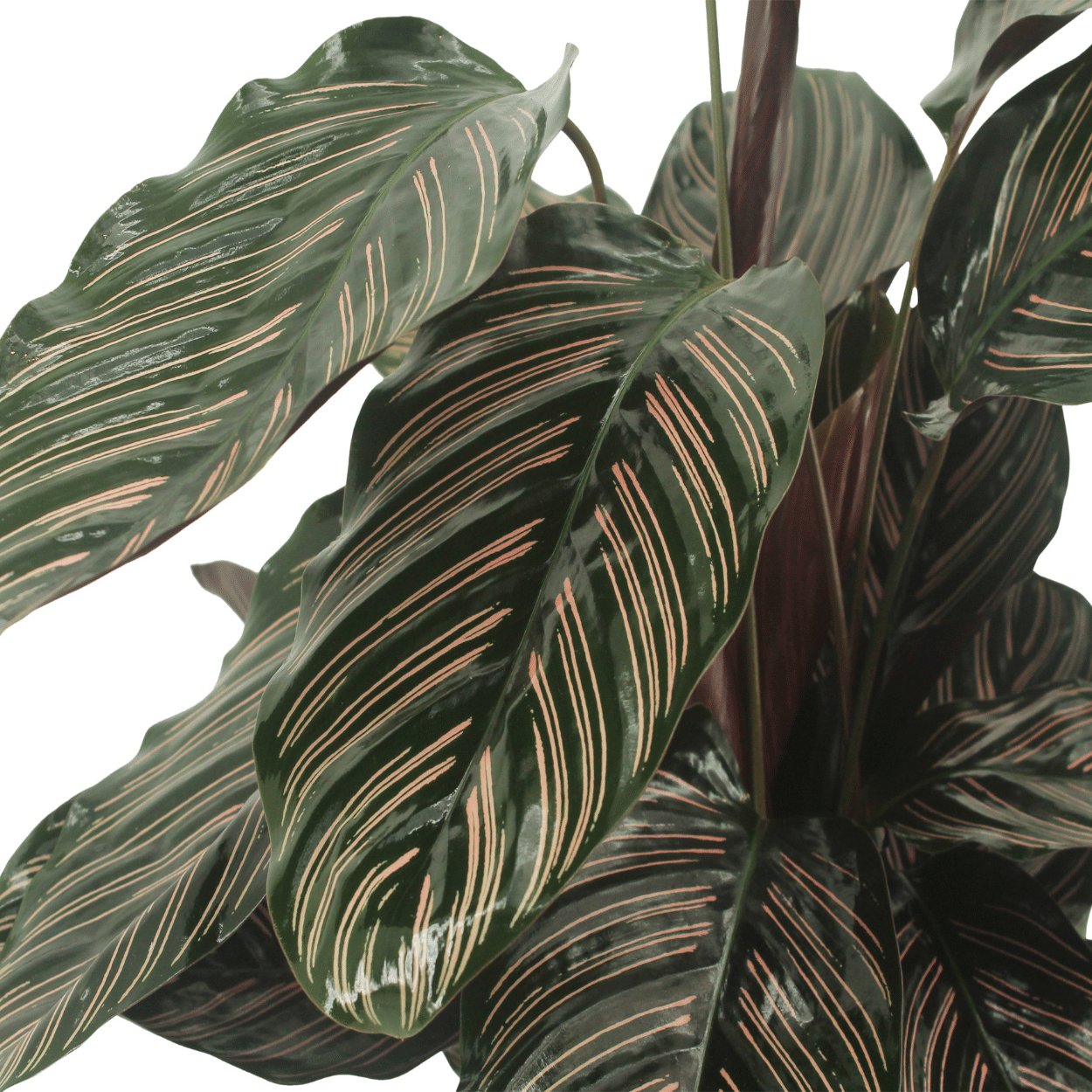 2x Calathea Ornata - Pauwenplant - 50cm - ø14 (10232)