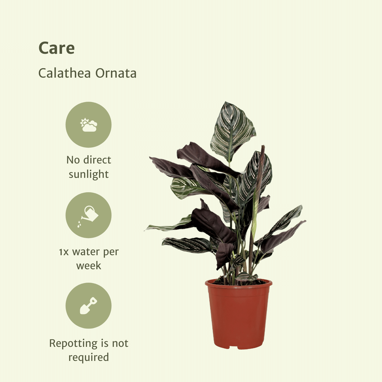 2x Calathea Ornata - Pauwenplant - 50cm - ø14 (10232)
