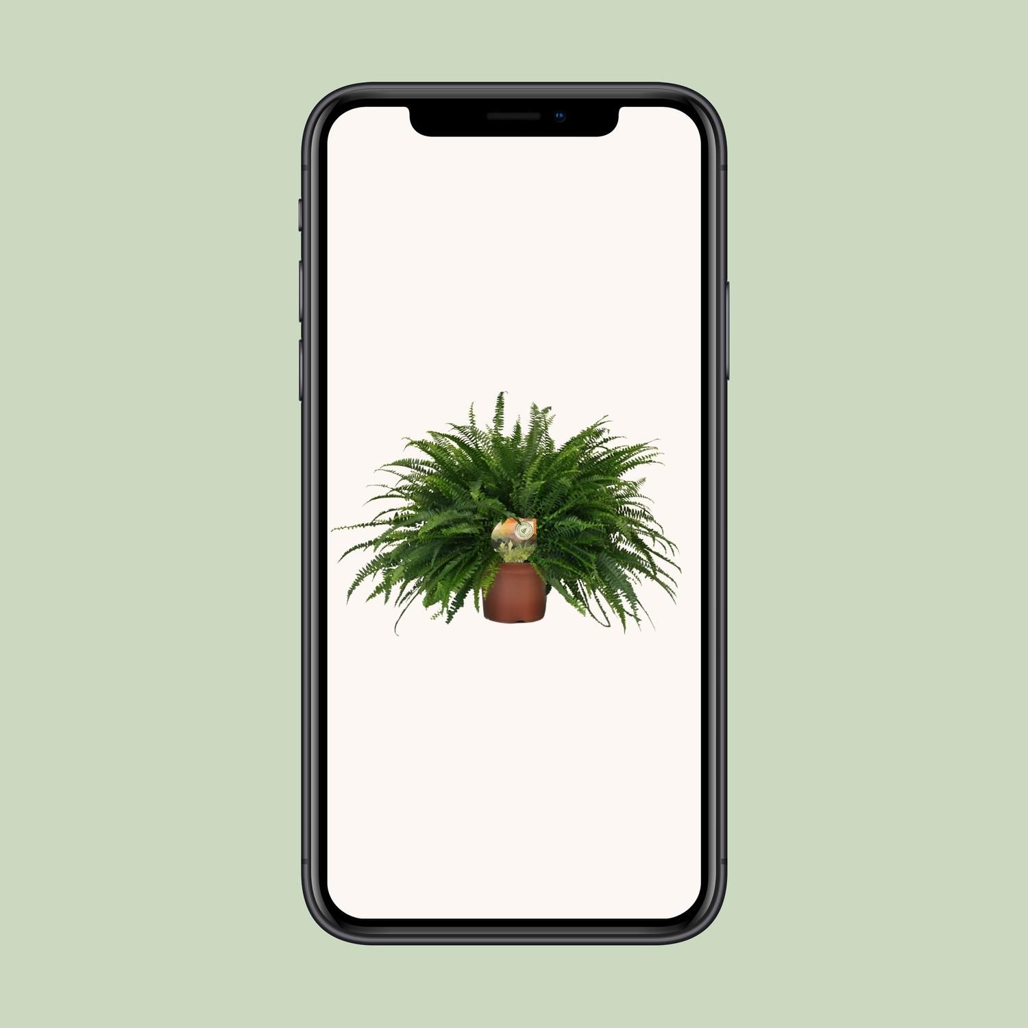 Nephrolepis Green Lady (10857)