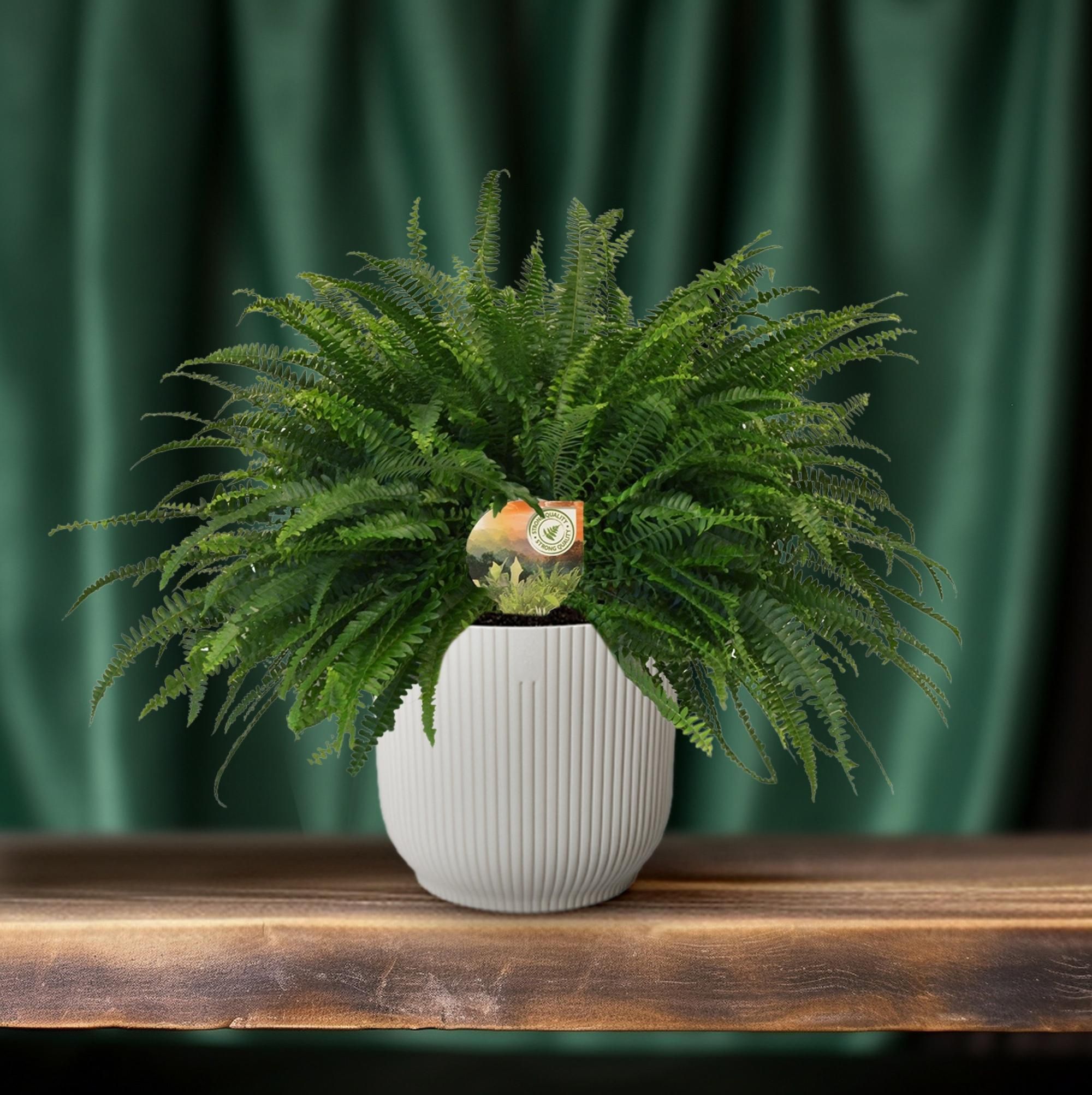 Nephrolepis Green Lady (10857)