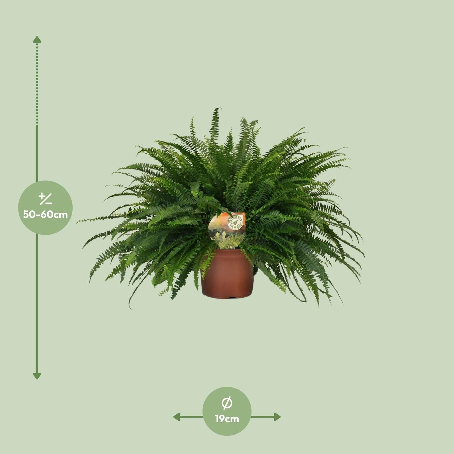 Nephrolepis Green Lady (10857)