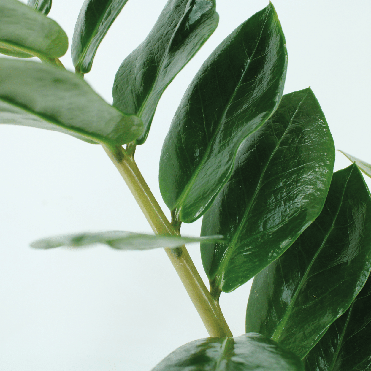 2x Zamioculcas Zamiifolia - Emerald palm - 50cm - ø14 (10281)