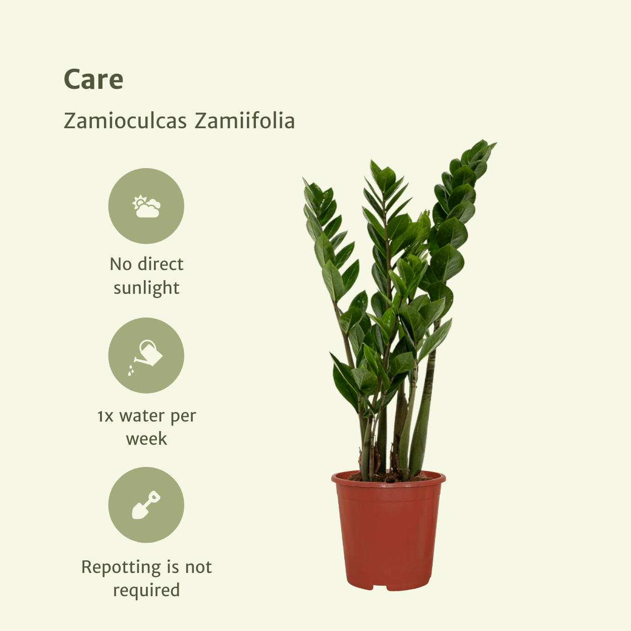 2x Zamioculcas Zamiifolia - Emerald palm - 50cm - ø14 (10281)