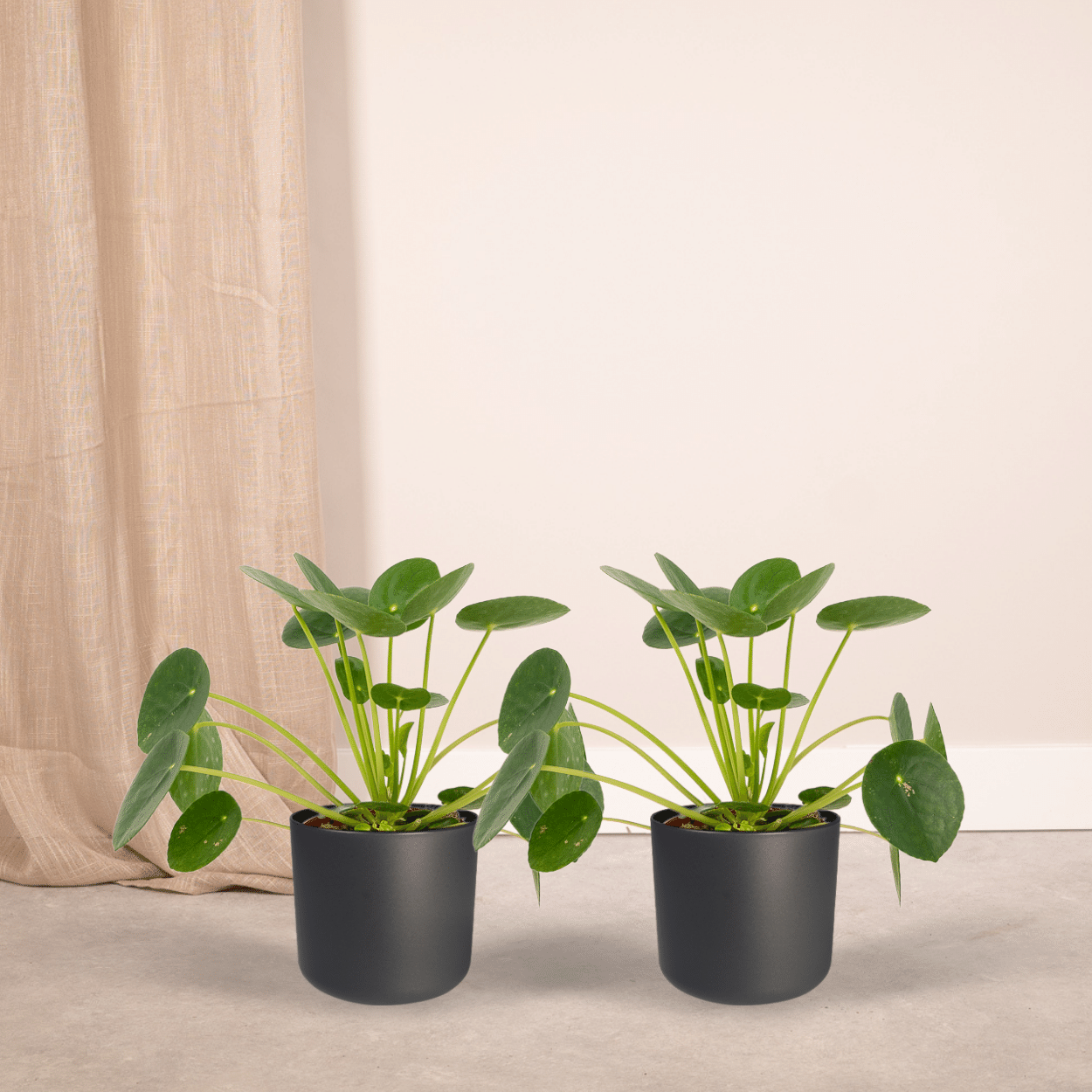 2x Pilea Peperomiodes - Pannekoekenplant - 20cm - ø12 (10273)