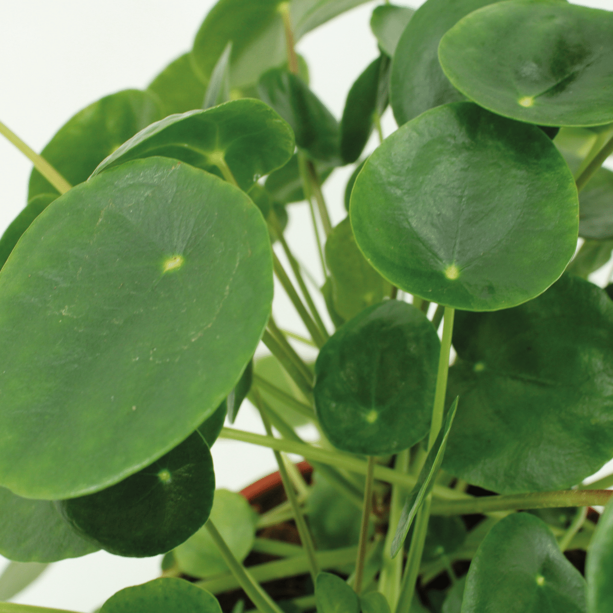 2x Pilea Peperomiodes - Pannekoekenplant - 20cm - ø12 (10273)
