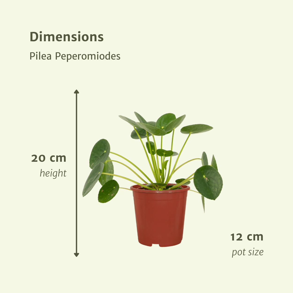 2x Pilea Peperomiodes - Pannekoekenplant - 20cm - ø12 (10273)