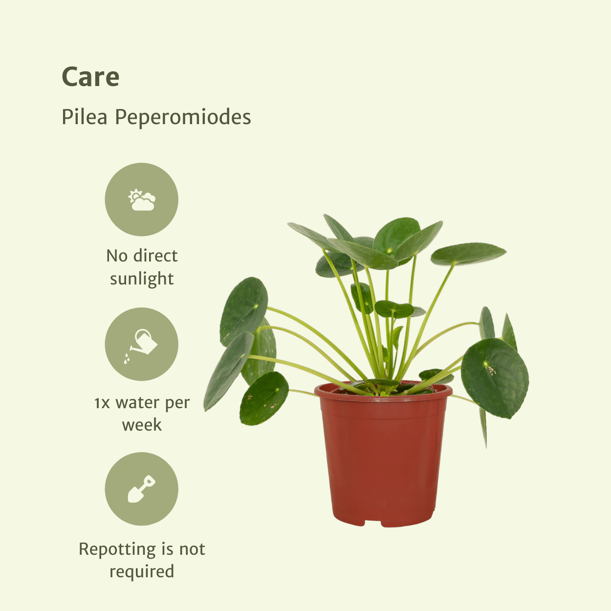 2x Pilea Peperomiodes - Pannekoekenplant - 20cm - ø12 (10273)
