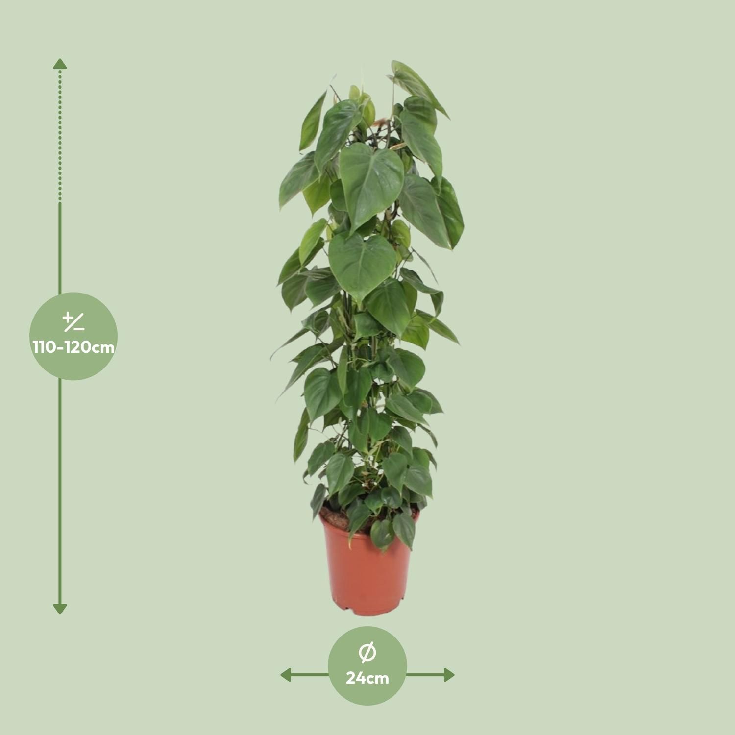 Philodendron Scandens (10213)