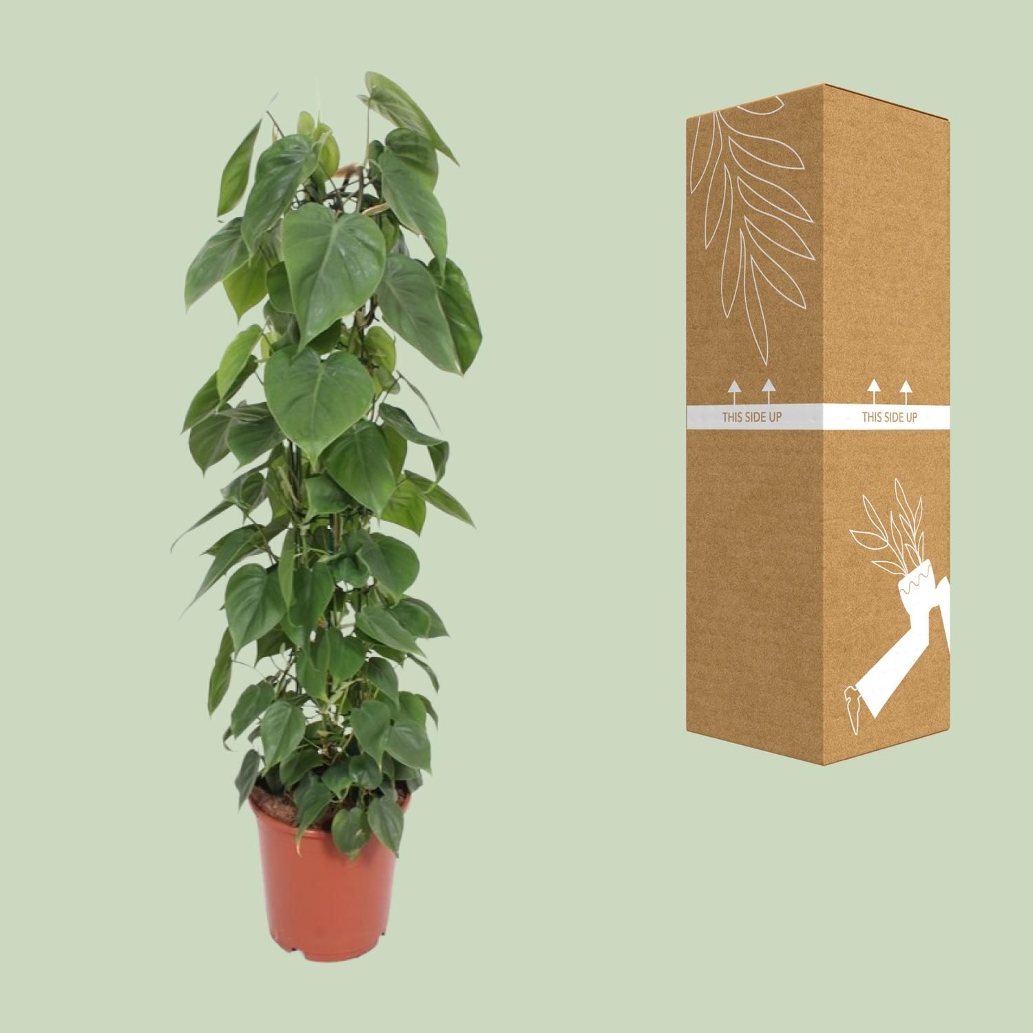 Philodendron Scandens (10213)