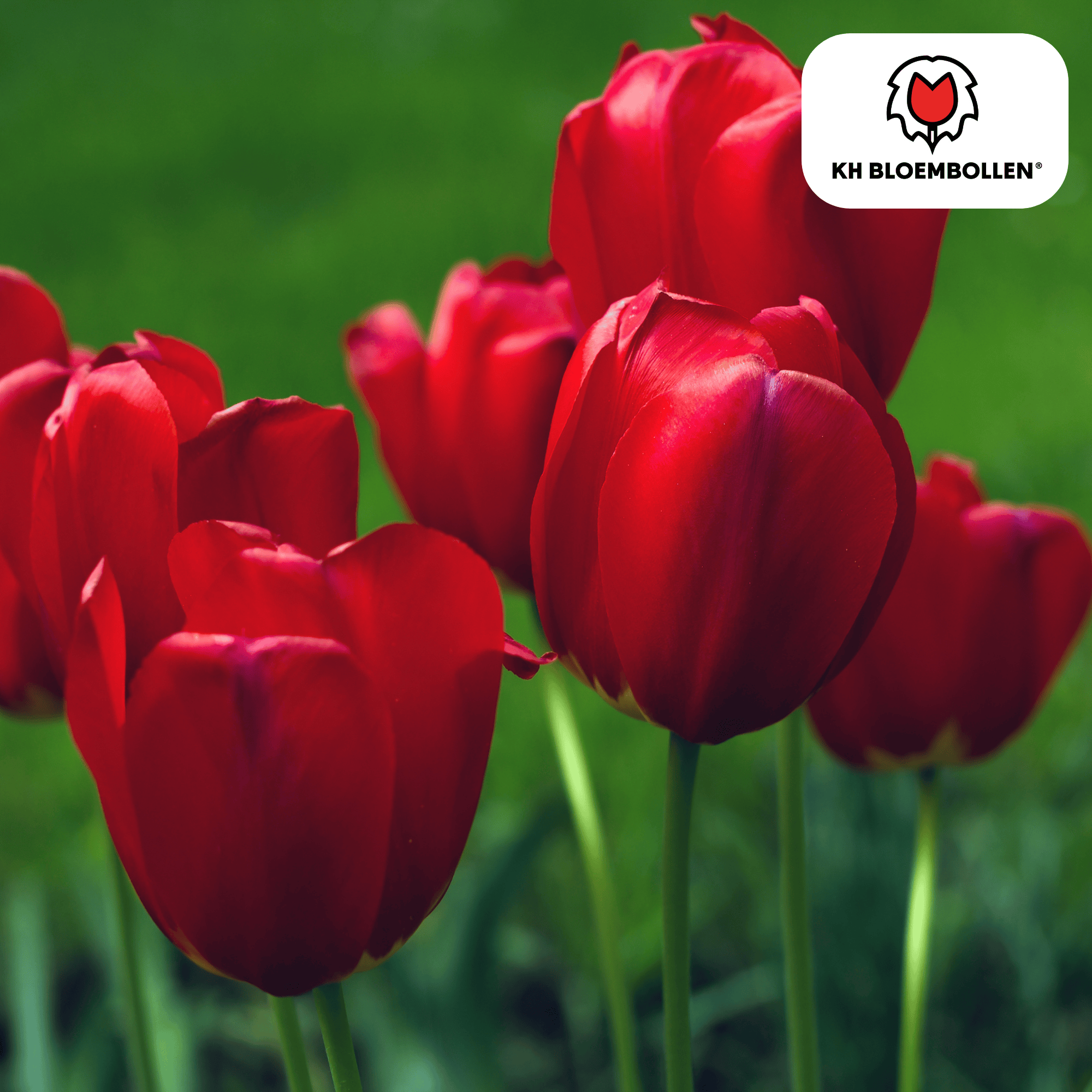 Tulpenbollen Seadov – 20 Stuks | KH Bloembollen® | Dieprode Tulp – Krachtig, Klassiek & Tijdloos – Voor Tuin of Pot – Maat 11/12 – Vers van de Teler (51174)