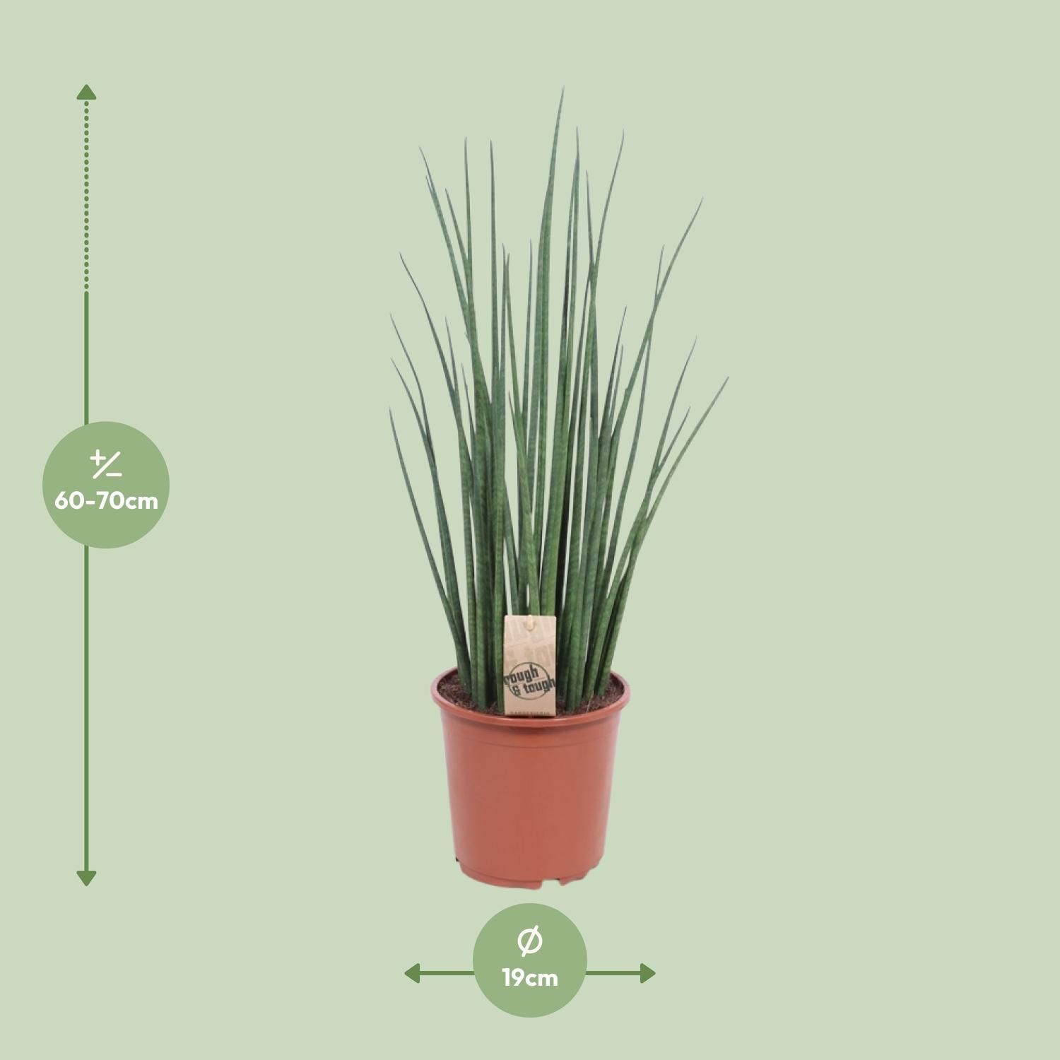 Sansevieria Mikado (10177)