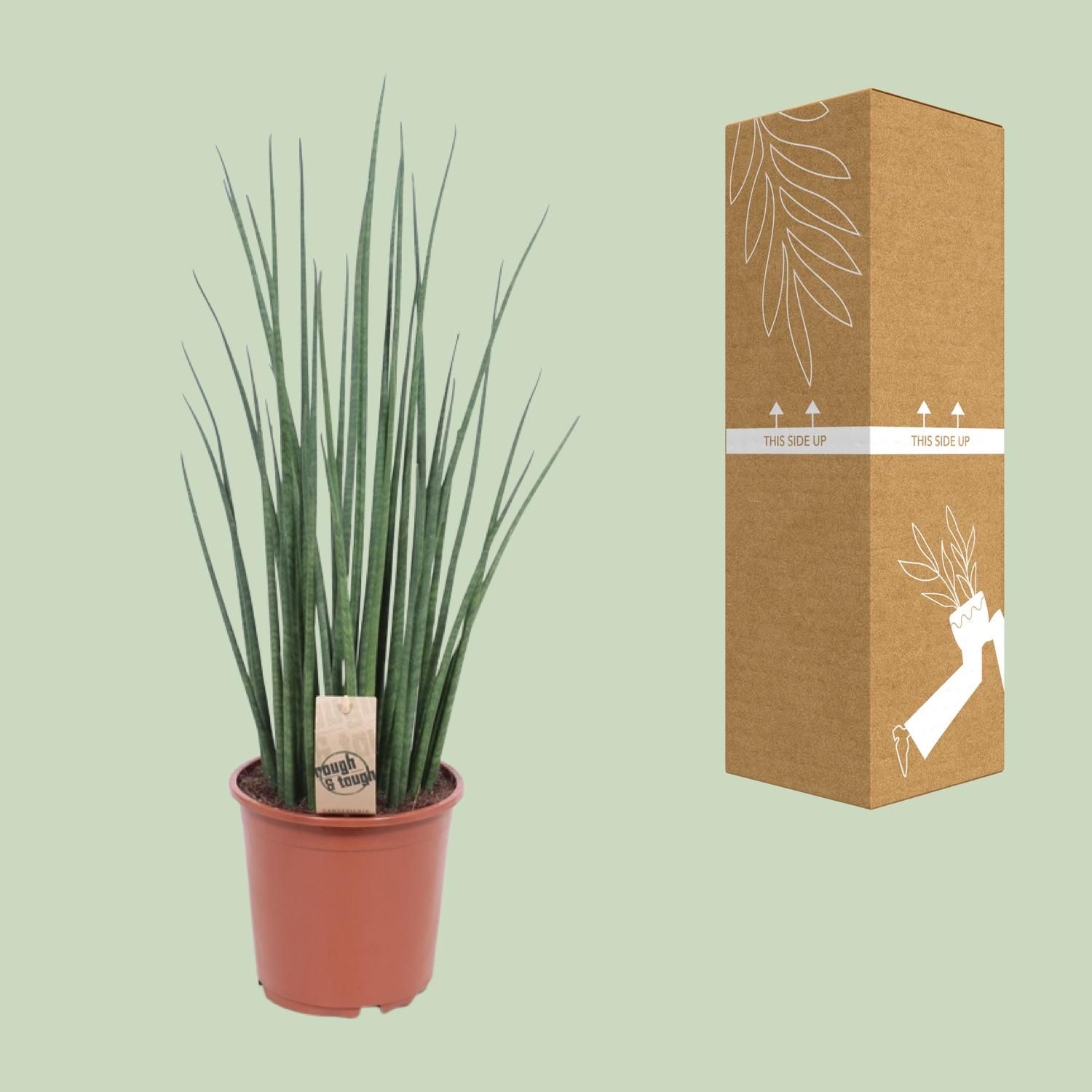 Sansevieria Mikado (10177)