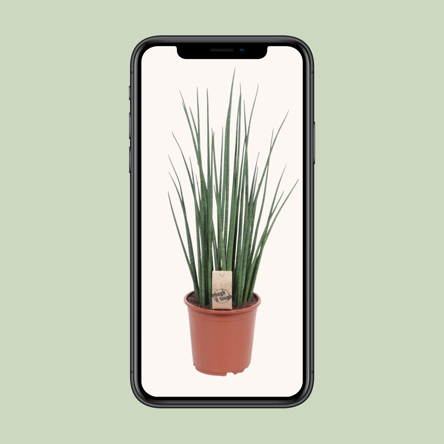 Sansevieria Mikado (10177)