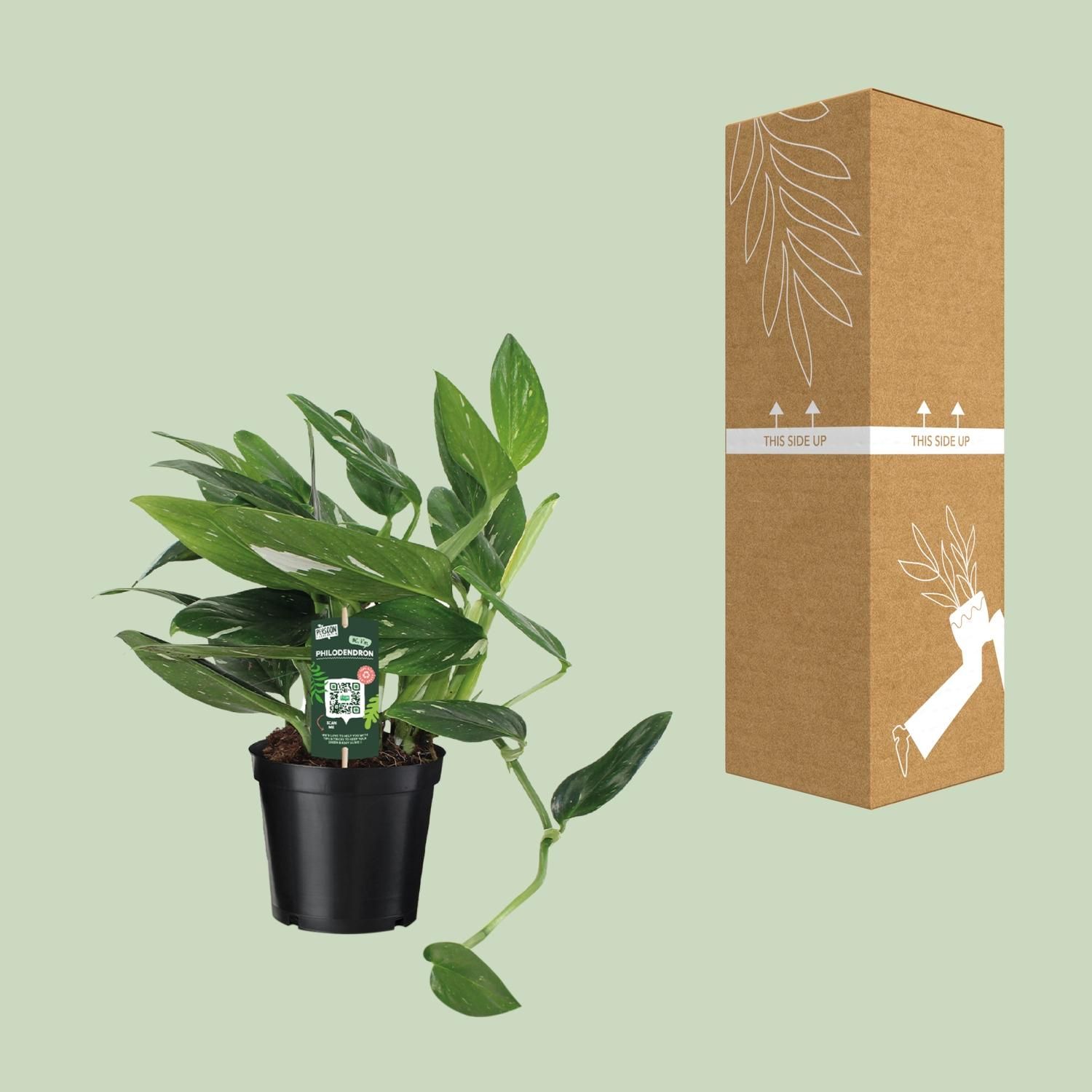Philodendron Cobra Toef (12342)