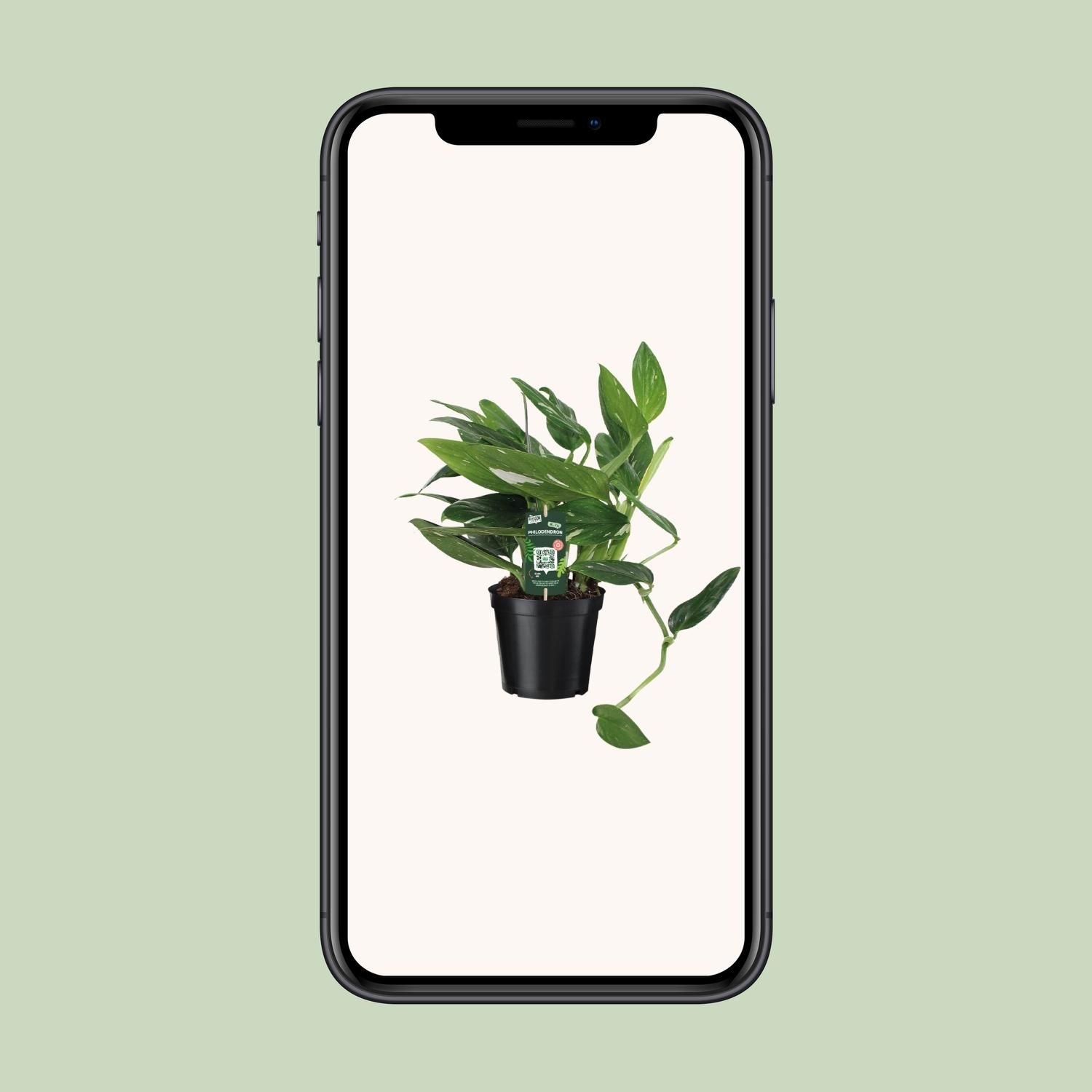 Philodendron Cobra Toef (12342)