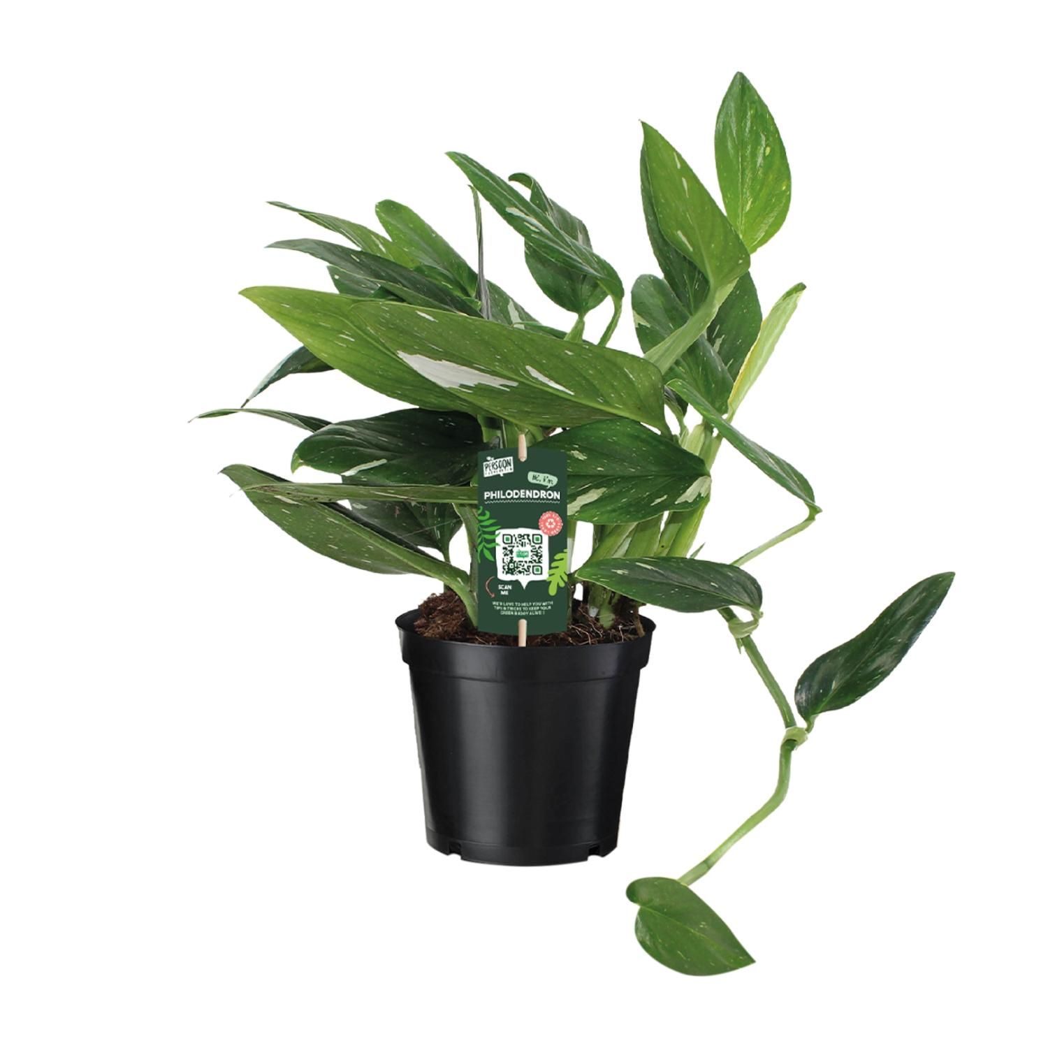 Philodendron Cobra Toef (12342)