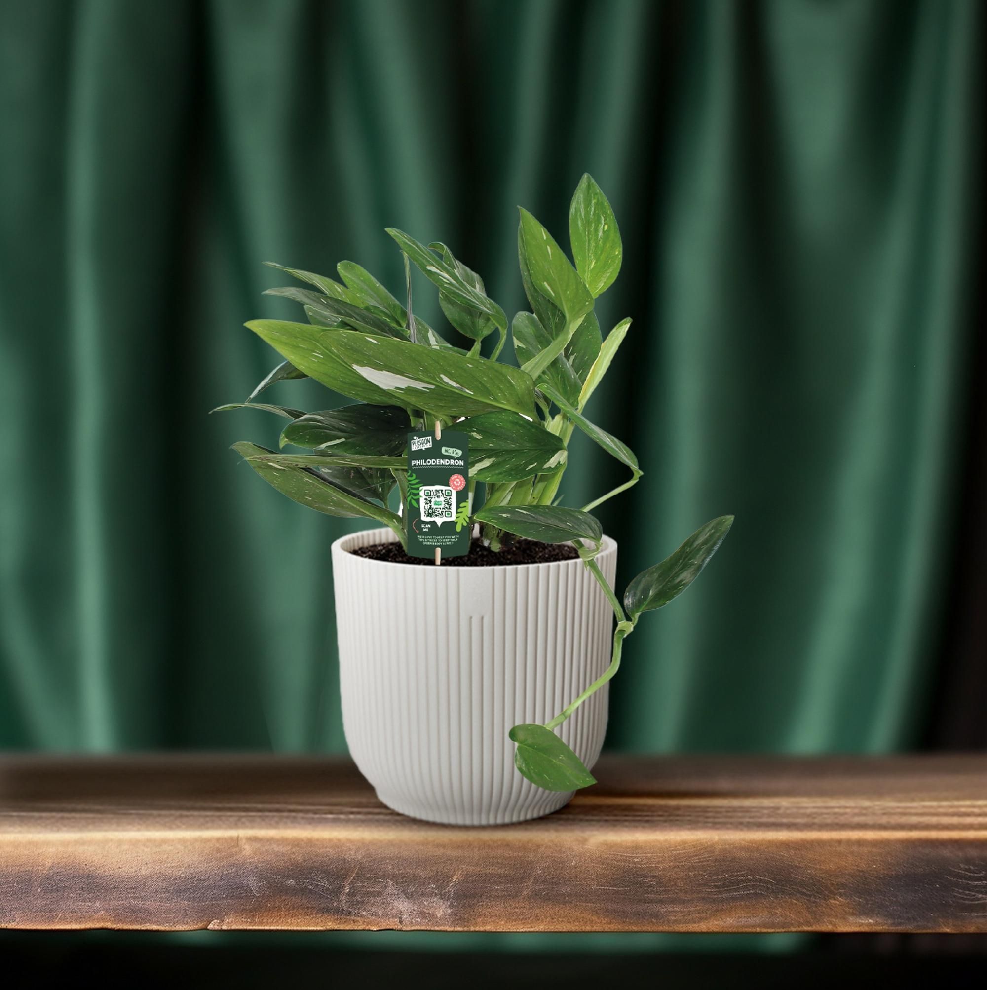 Philodendron Cobra Toef (12342)