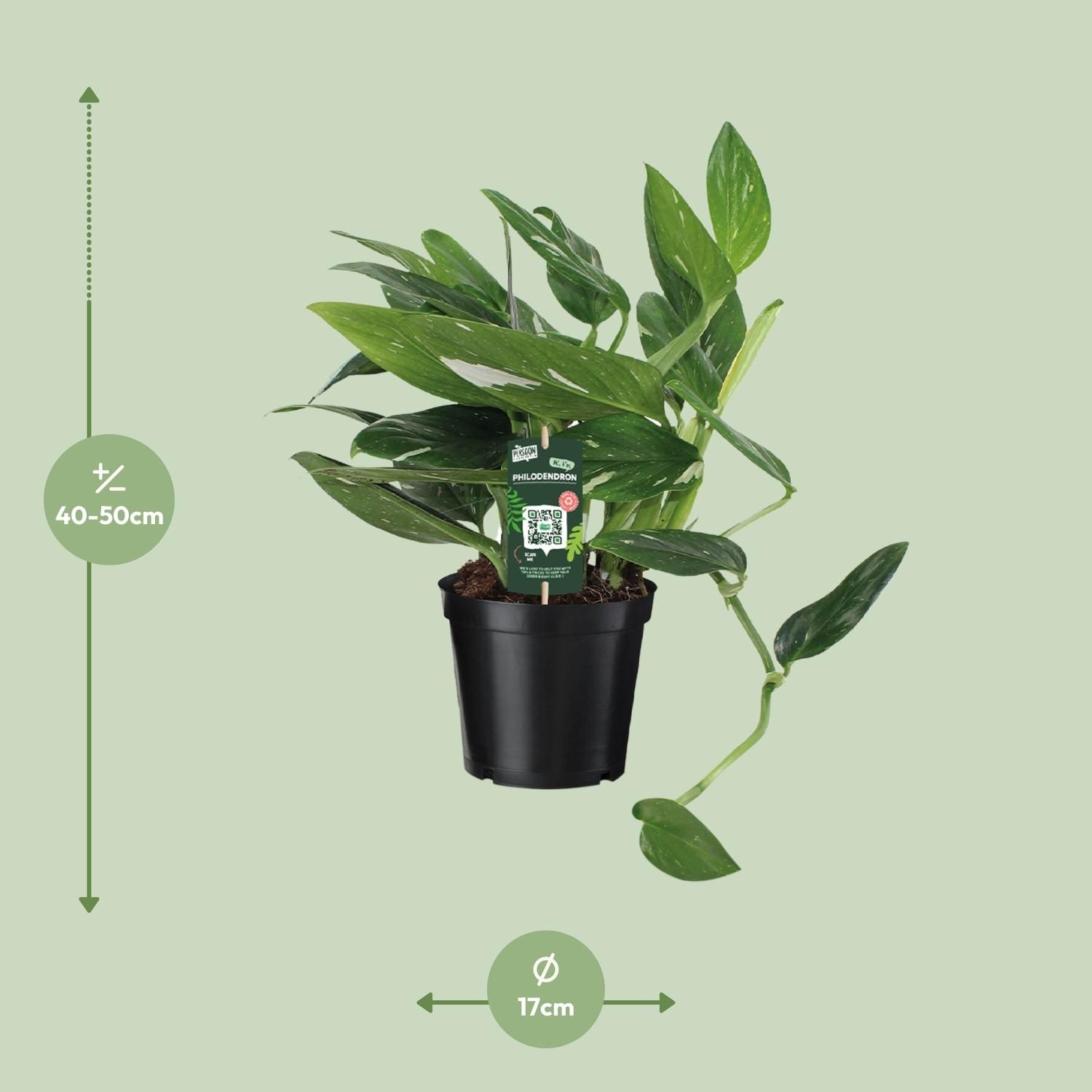 Philodendron Cobra Toef (12342)