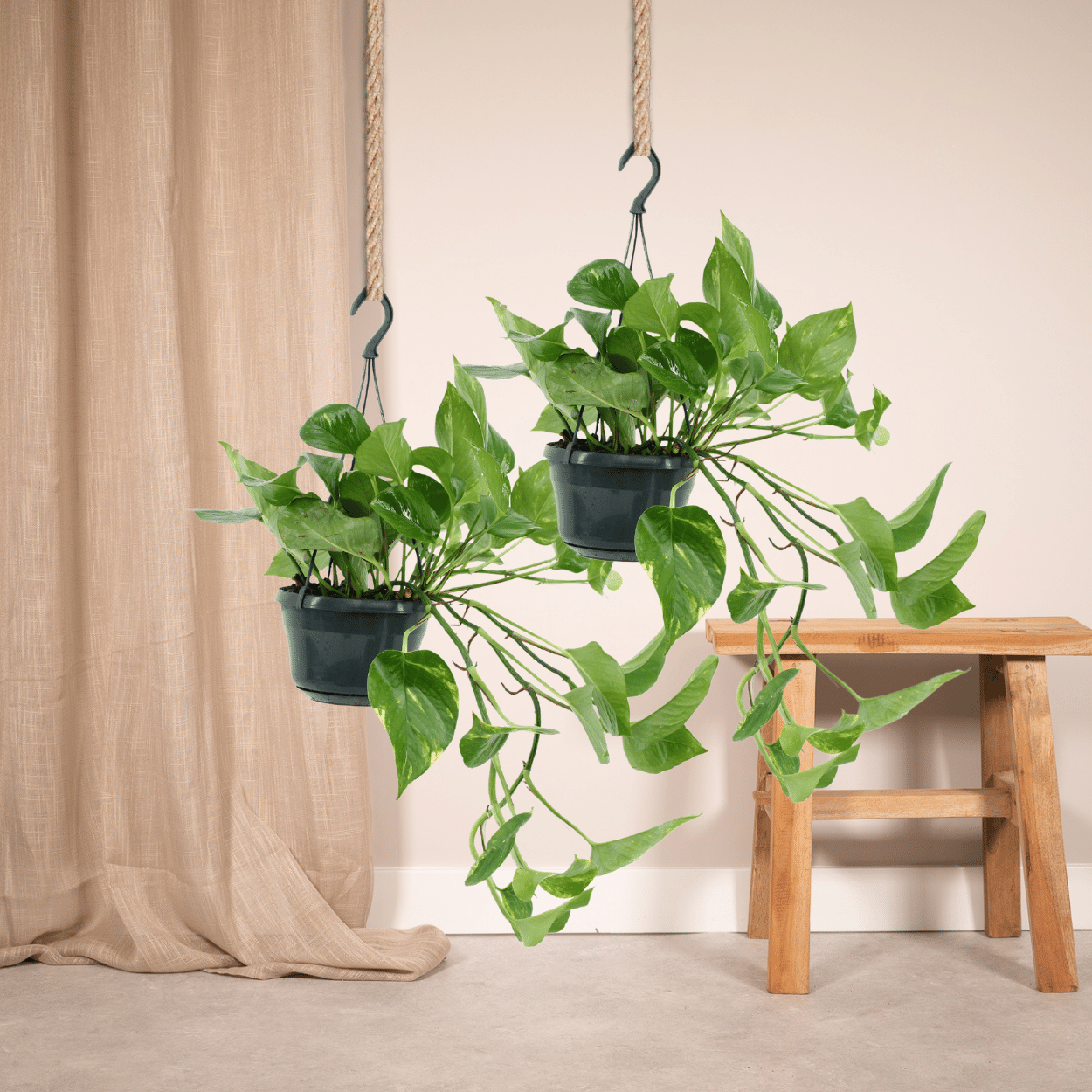 2x Epipremnum Aureum - Scindapsus - 25cm - ø15 (10263)