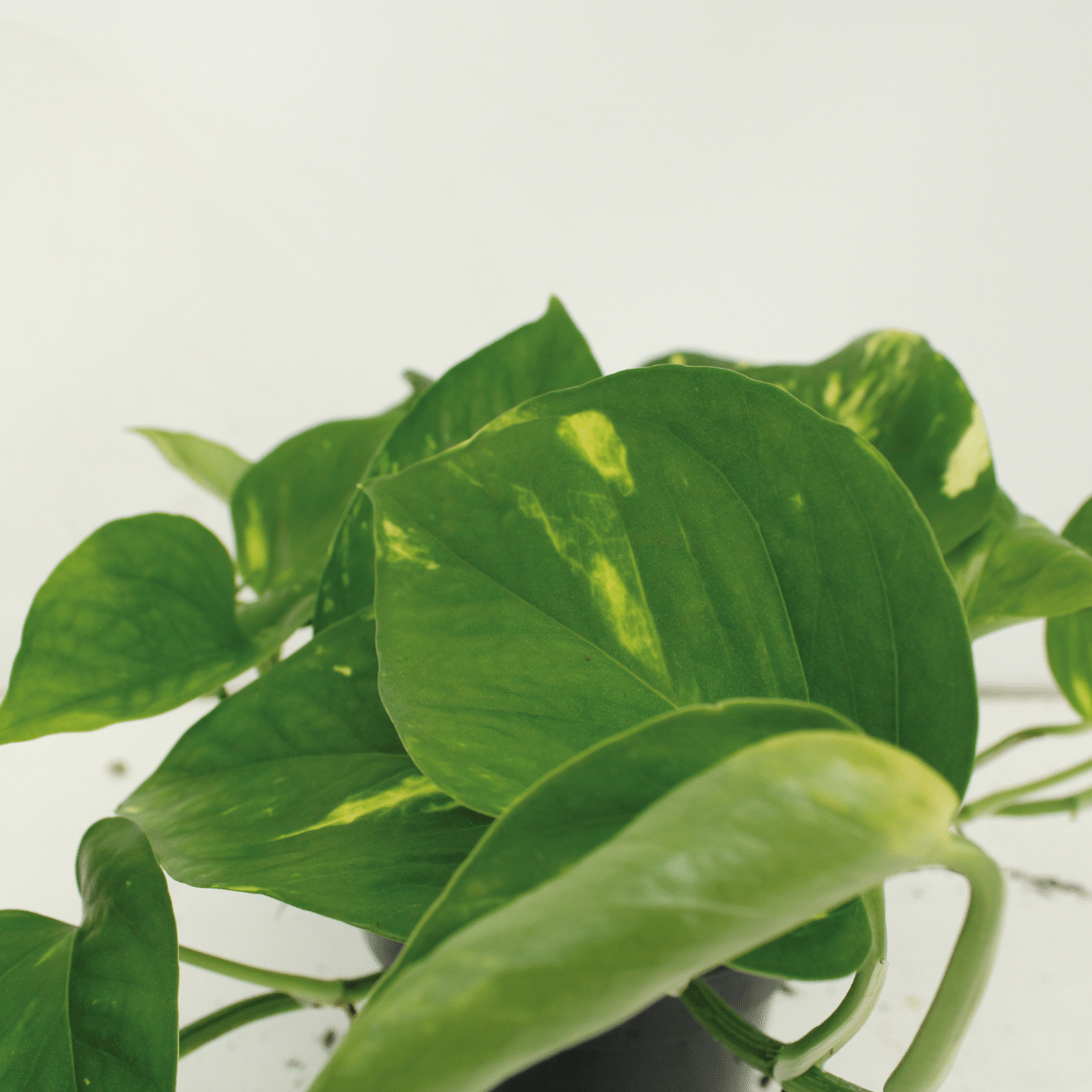 2x Epipremnum Aureum - Scindapsus - 25cm - ø15 (10263)
