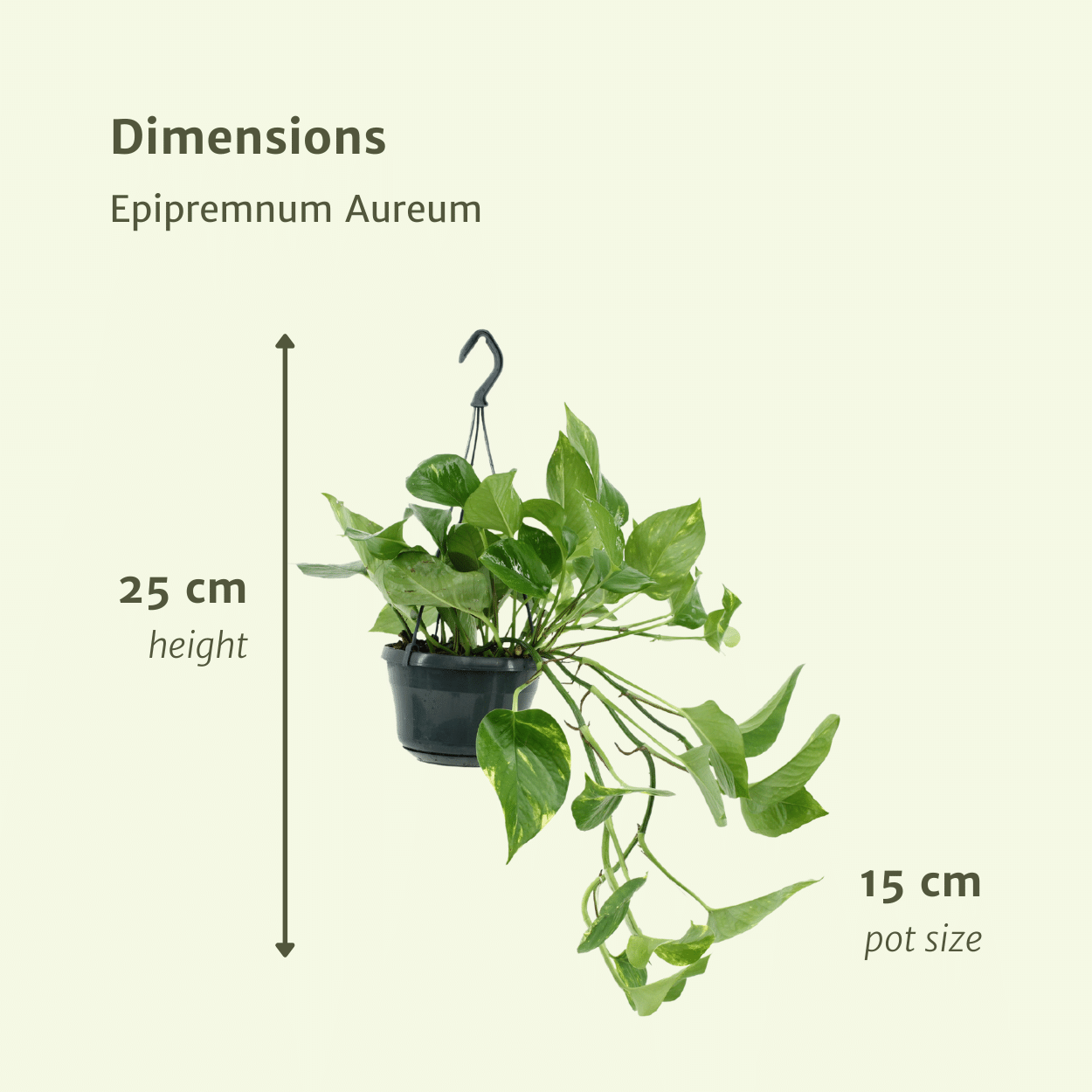 2x Epipremnum Aureum - Scindapsus - 25cm - ø15 (10263)