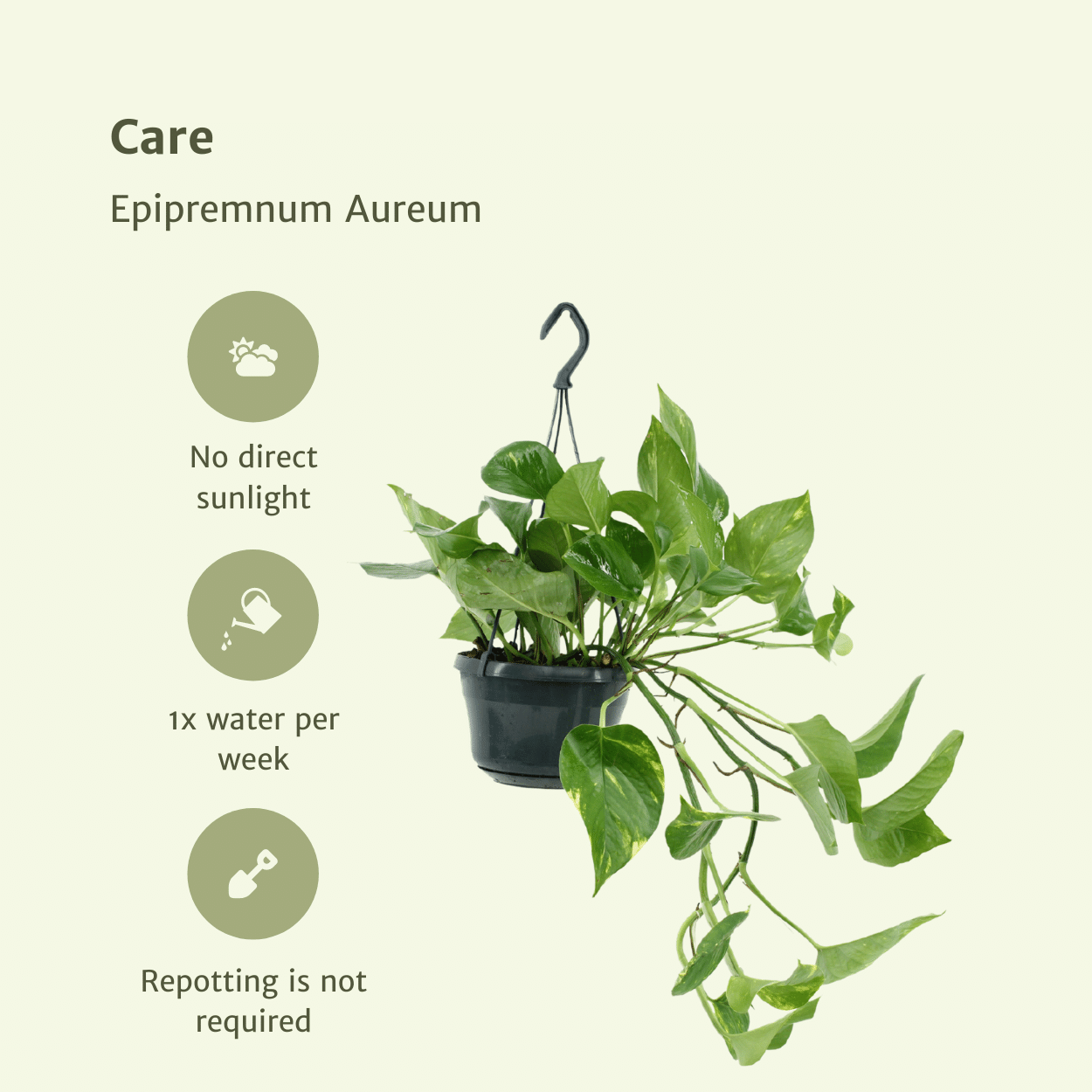 2x Epipremnum Aureum - Scindapsus - 25cm - ø15 (10263)