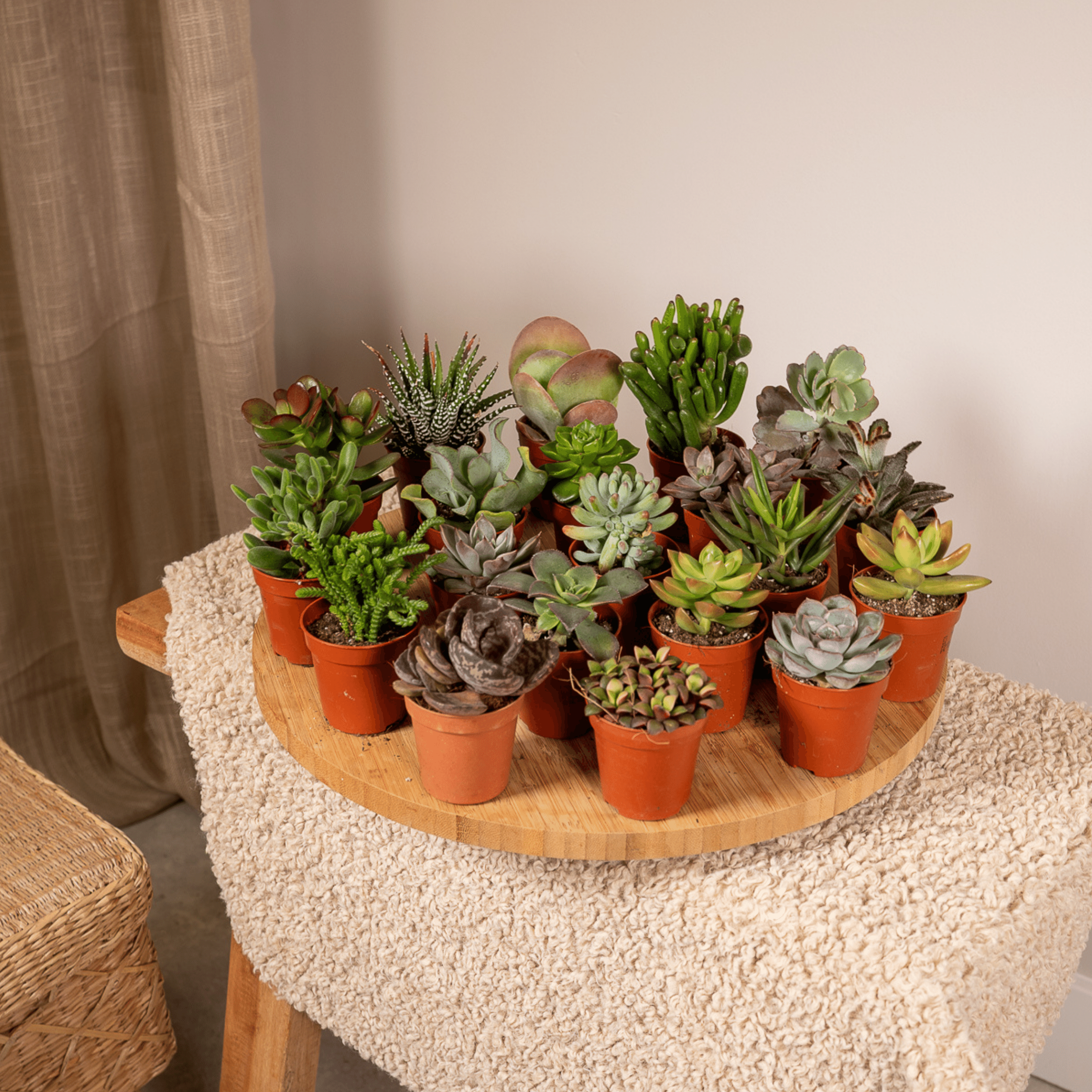 Succulenten Mix - 20 stuks - Ø5,5cm (10225)