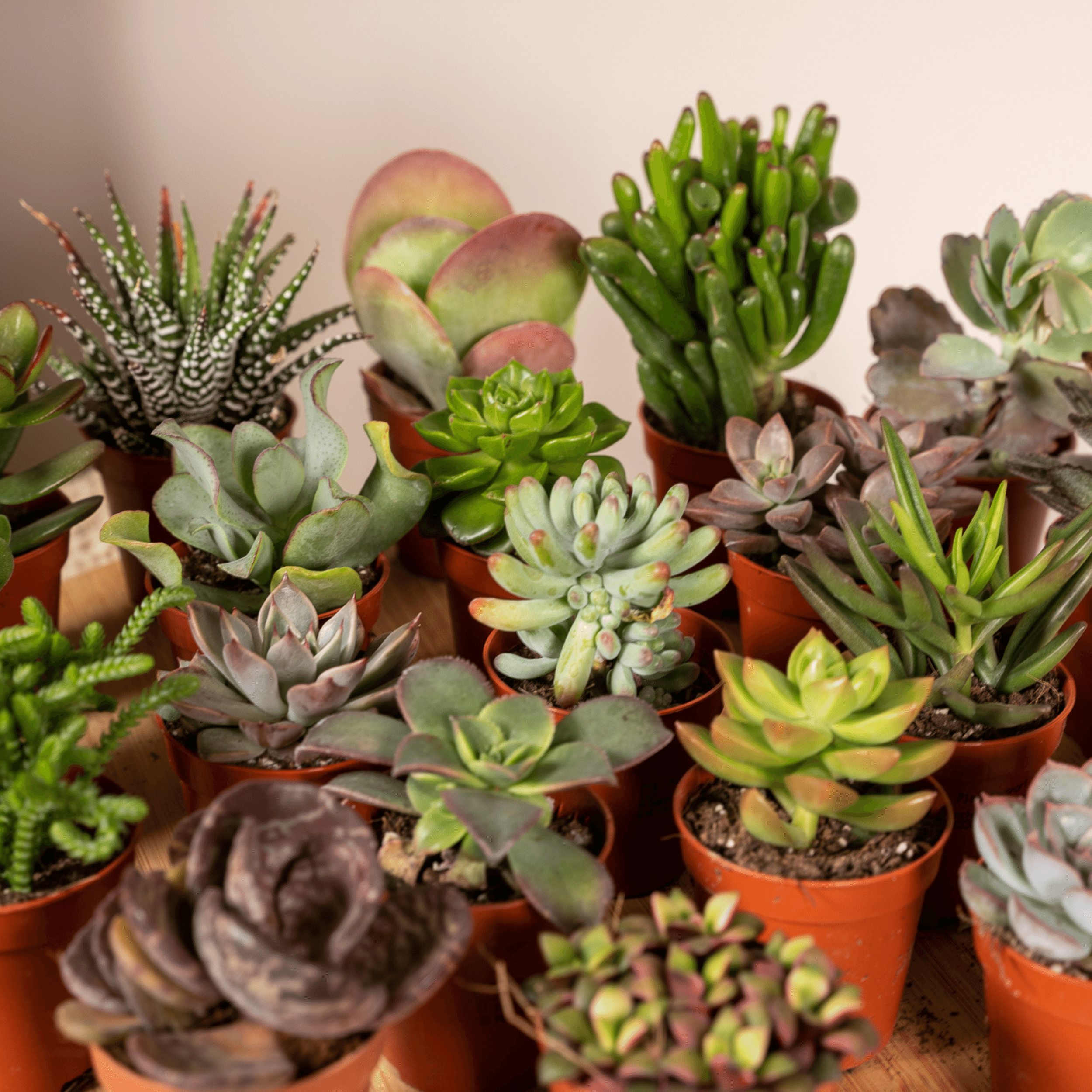 Succulenten Mix - 20 stuks - Ø5,5cm (10225)