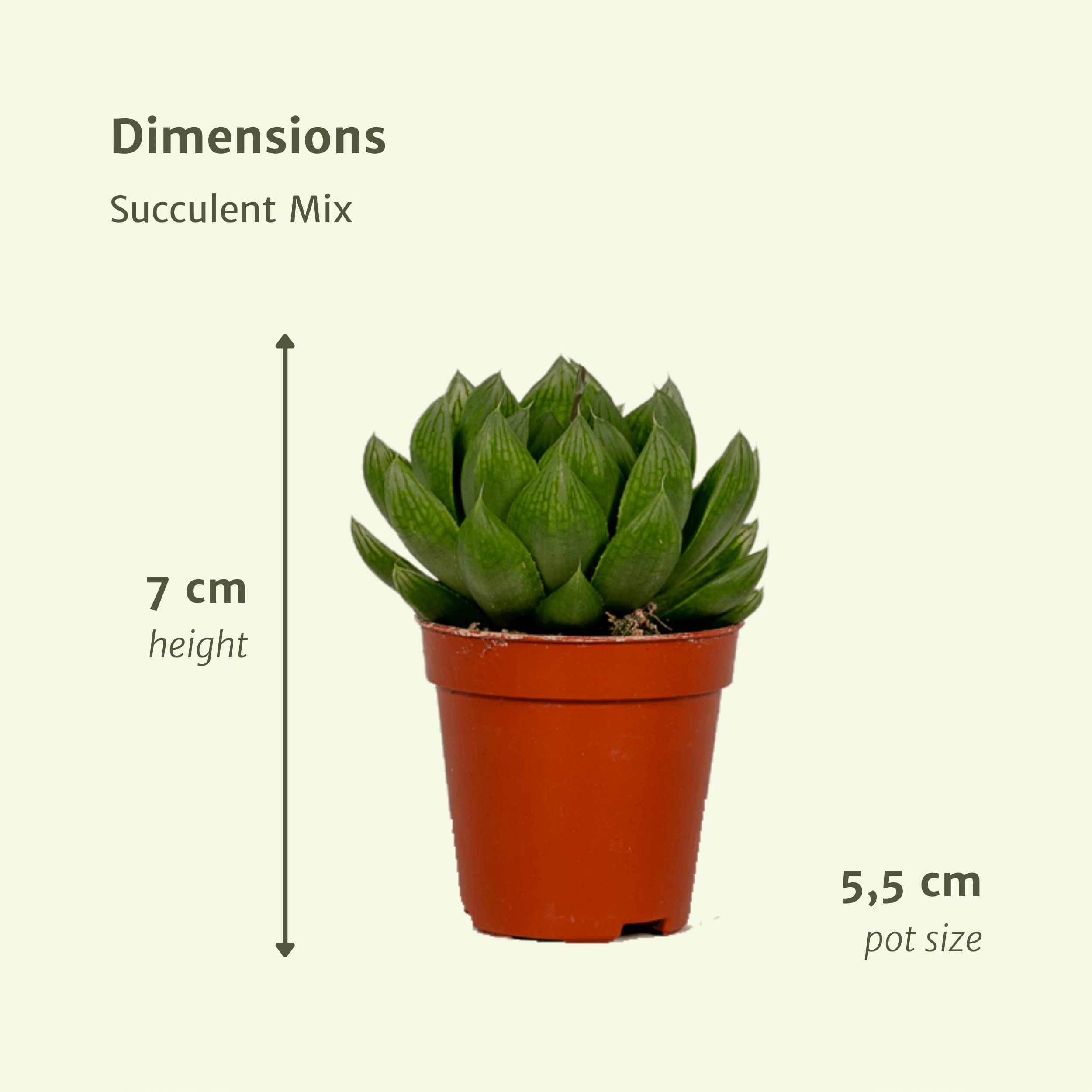 Succulenten Mix - 20 stuks - Ø5,5cm (10225)