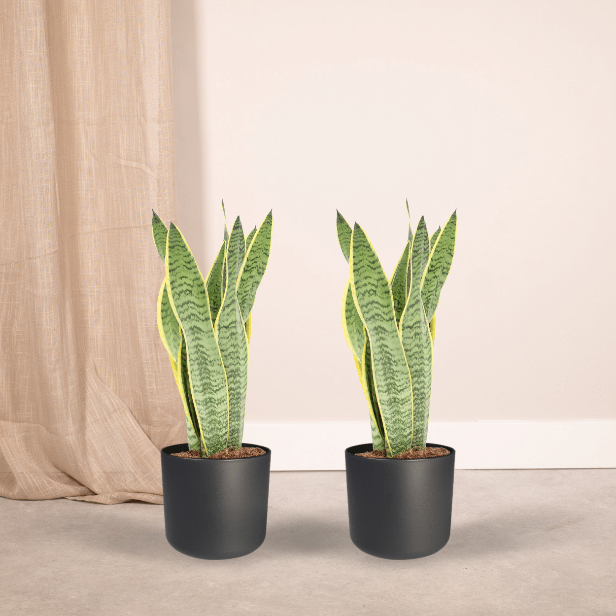 2x Sansevieria Laurentii - Vrouwentong - 40cm - ø14 (10276)