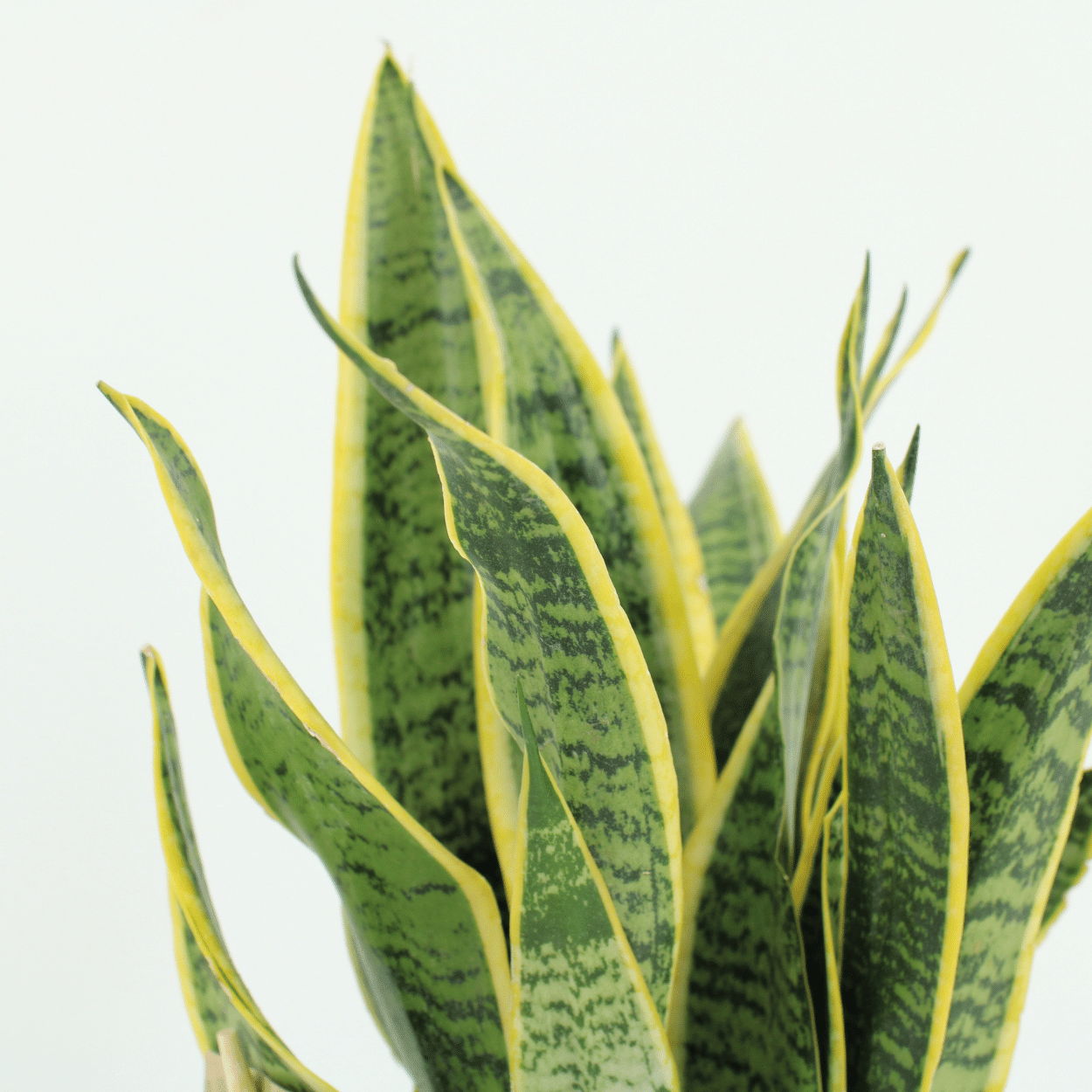 2x Sansevieria Laurentii - Vrouwentong - 40cm - ø14 (10276)