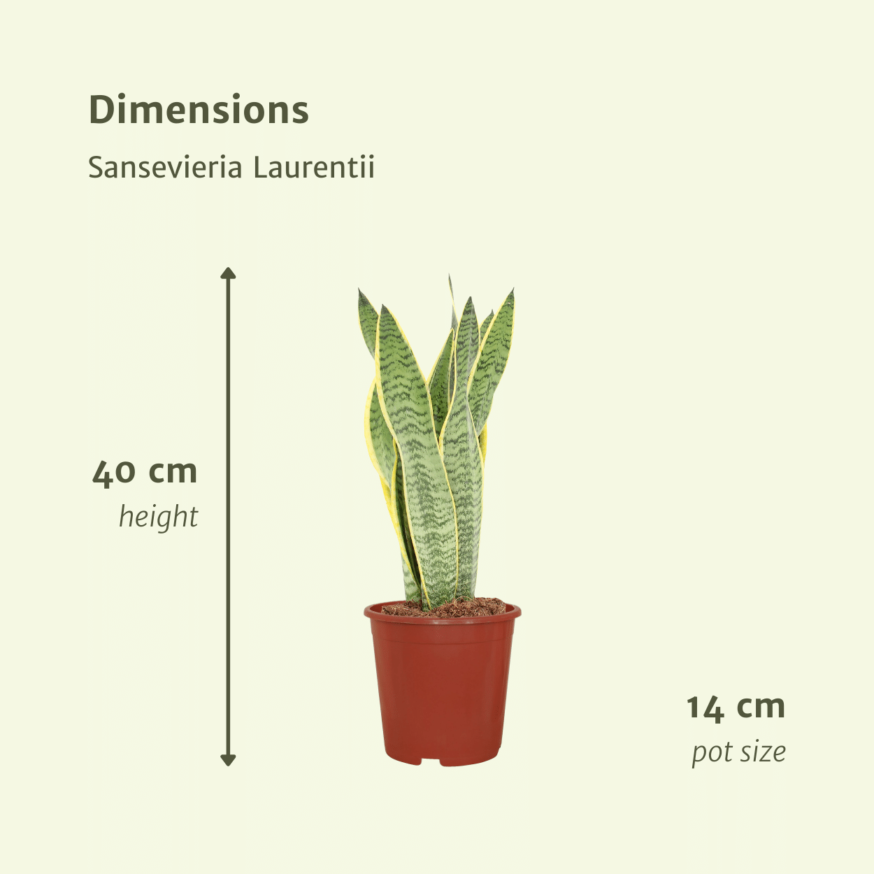 2x Sansevieria Laurentii - Vrouwentong - 40cm - ø14 (10276)