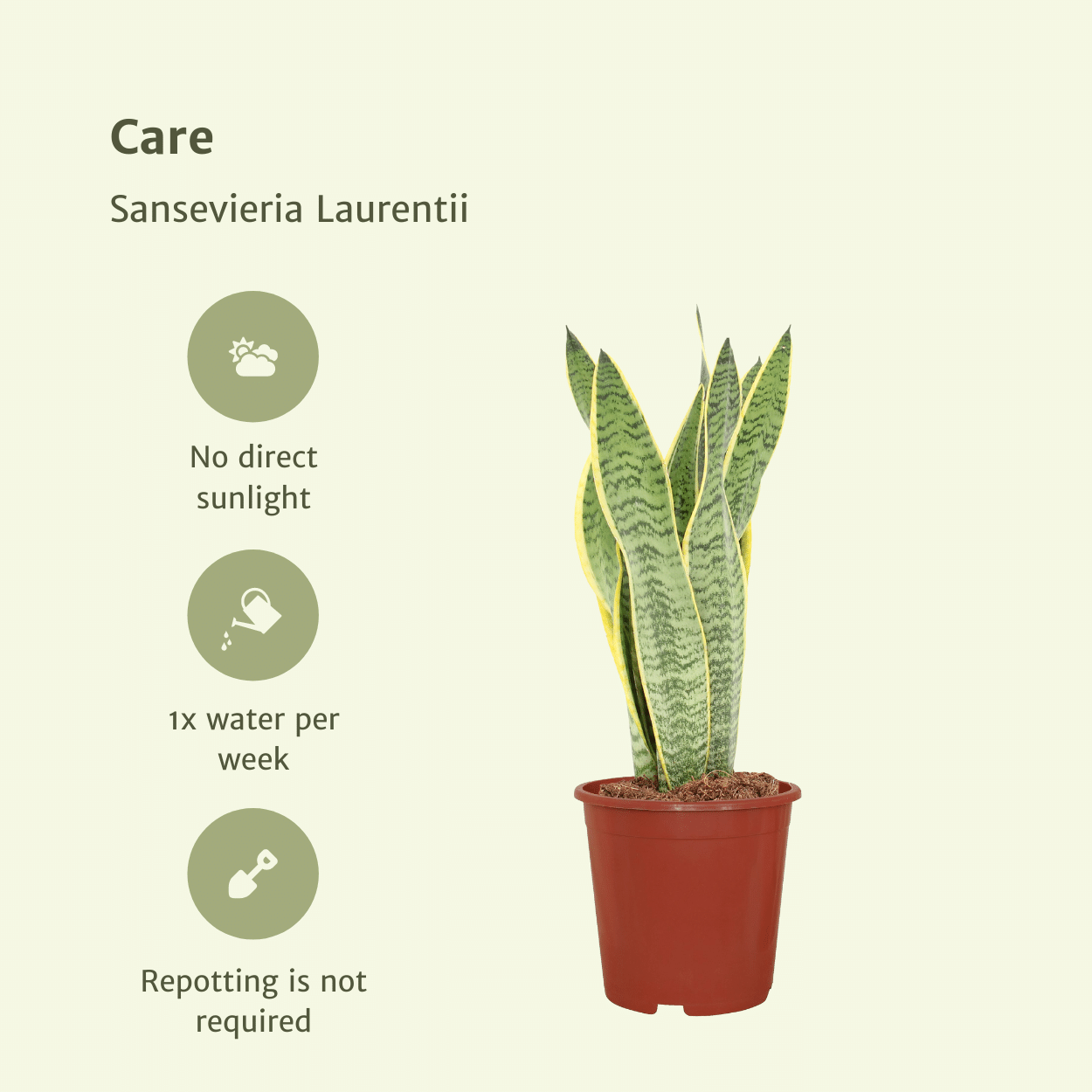 2x Sansevieria Laurentii - Vrouwentong - 40cm - ø14 (10276)