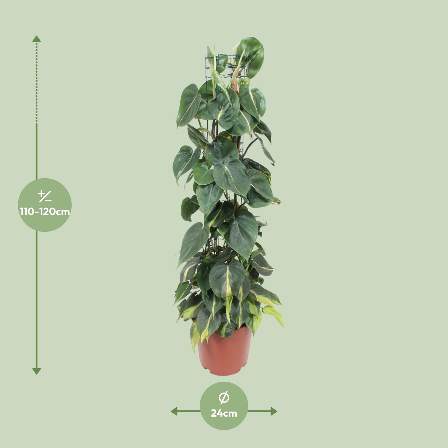Philodendron Scandens Brasil (10139)