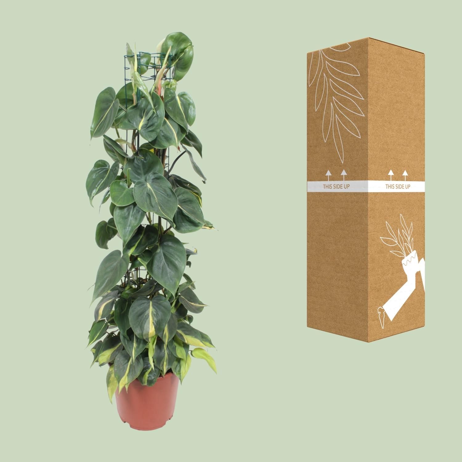 Philodendron Scandens Brasil (10139)