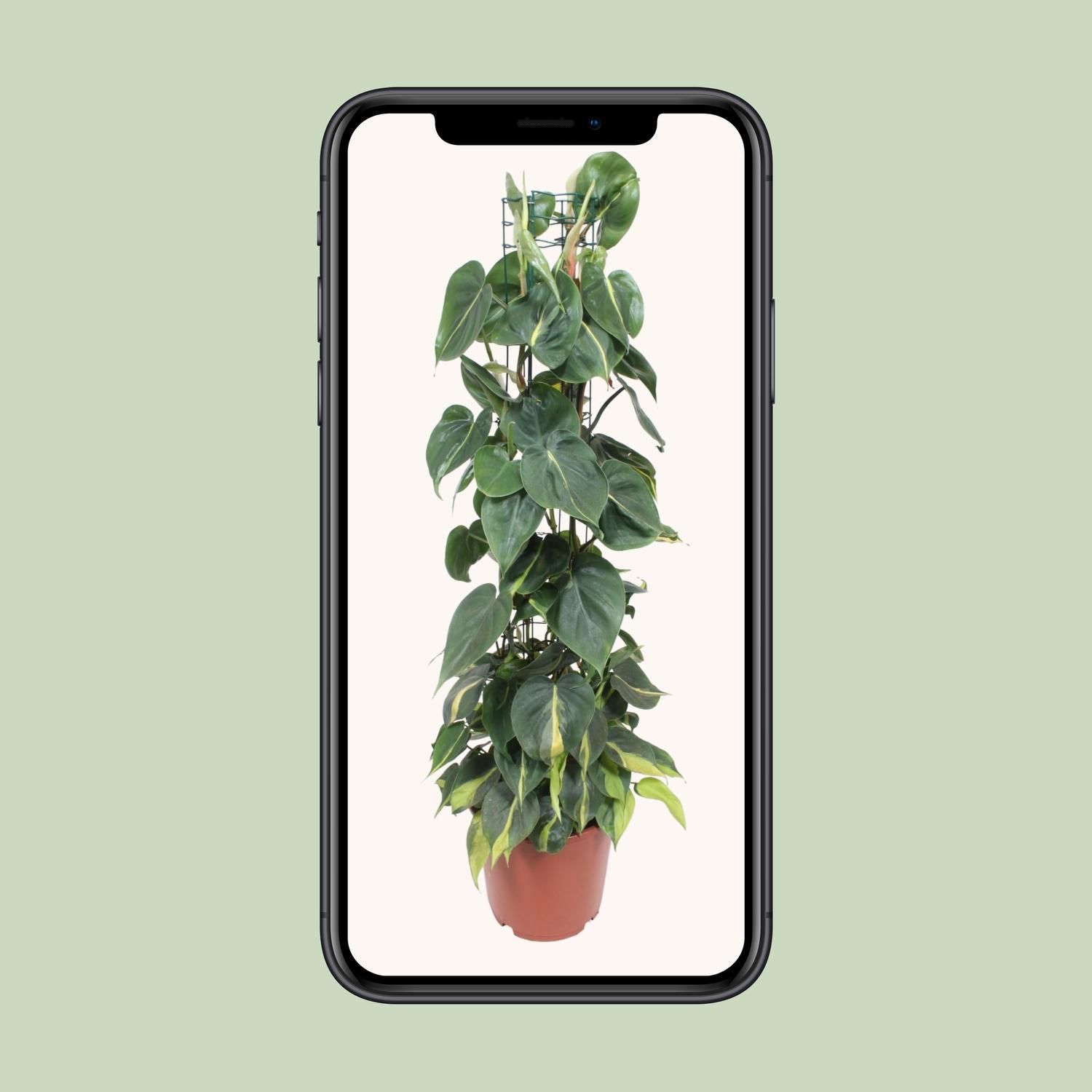 Philodendron Scandens Brasil (10139)