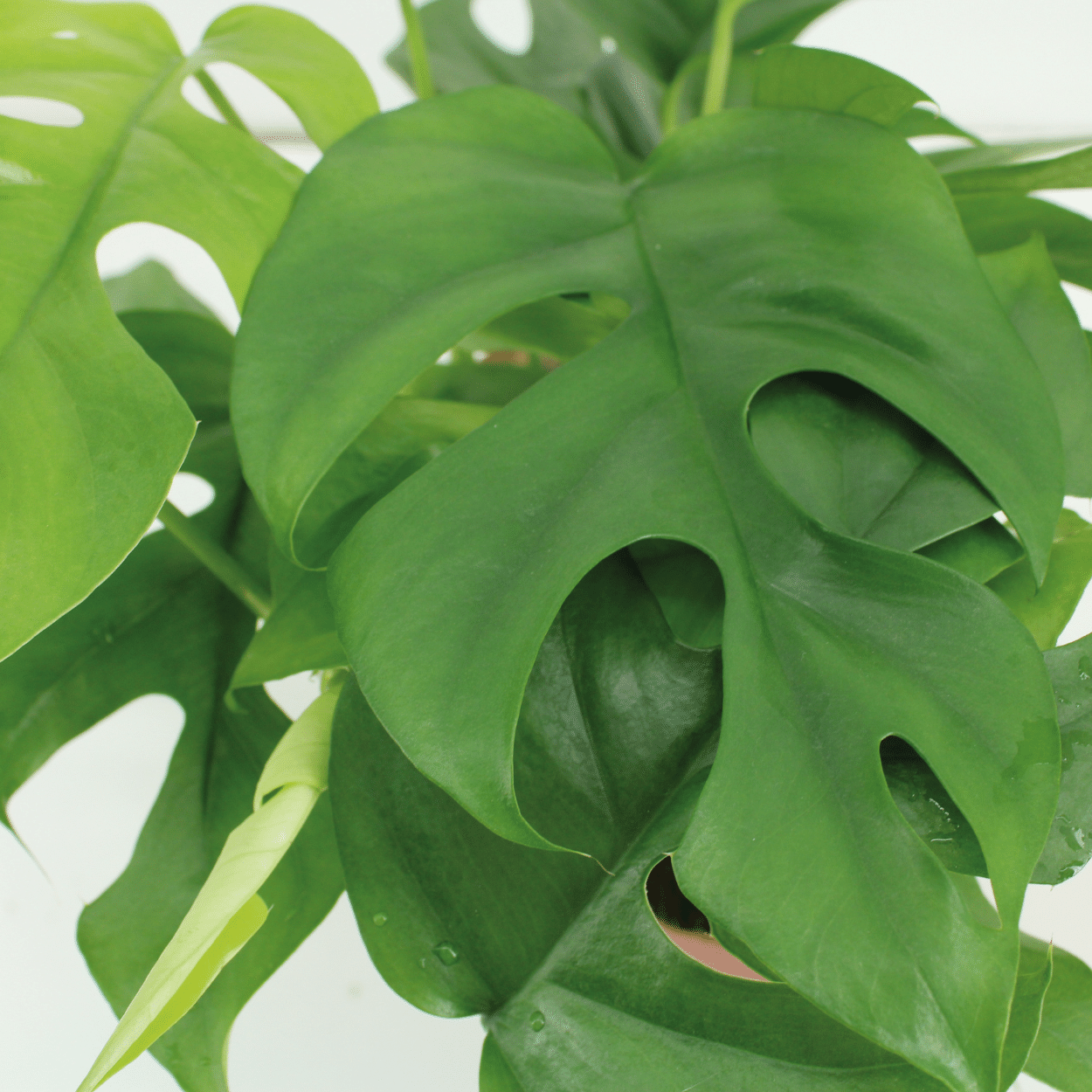 Monstera Minima - (Gatenplant) - 2 stuks (10269)