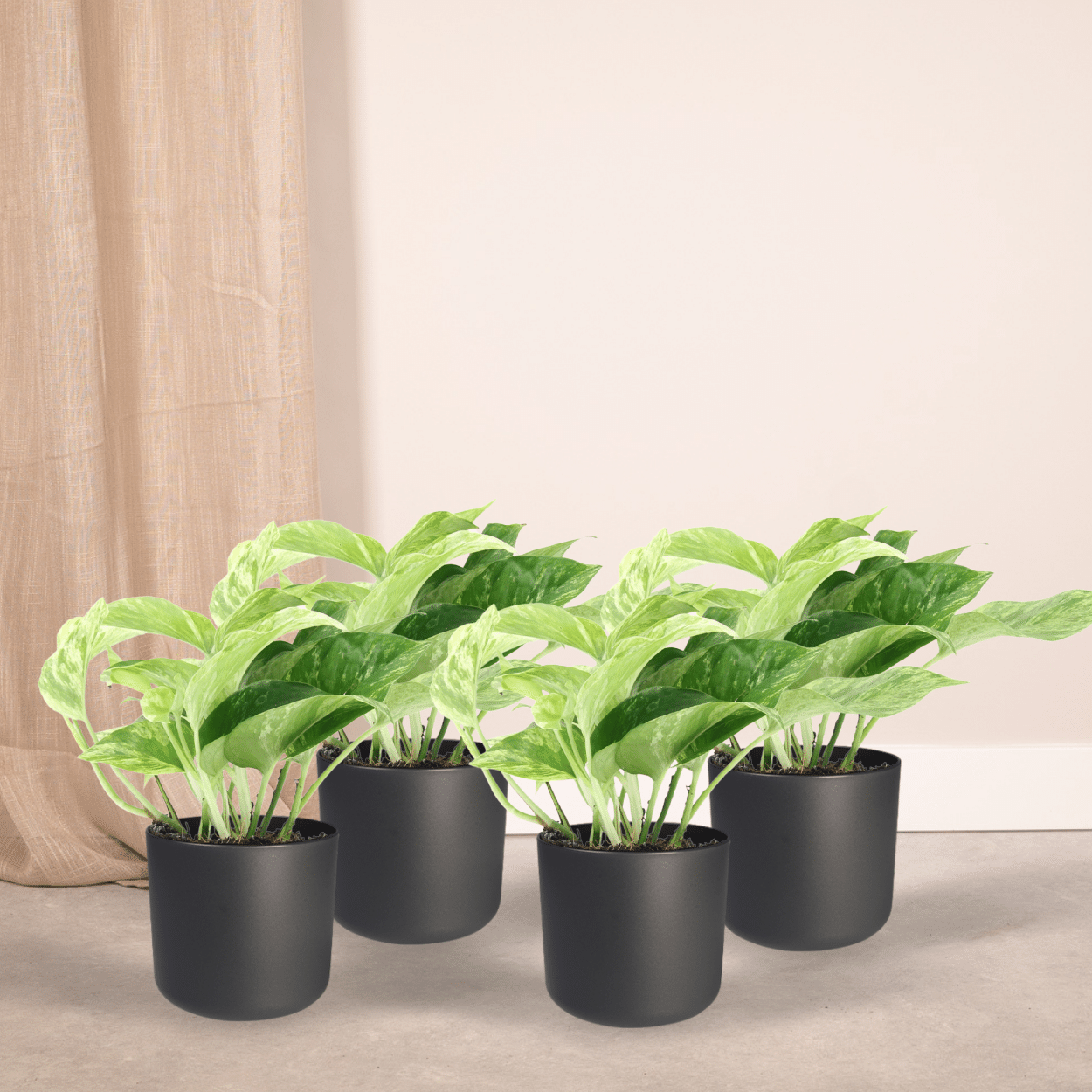 Epipremnum Marble Queen - 4 stuks (10288)