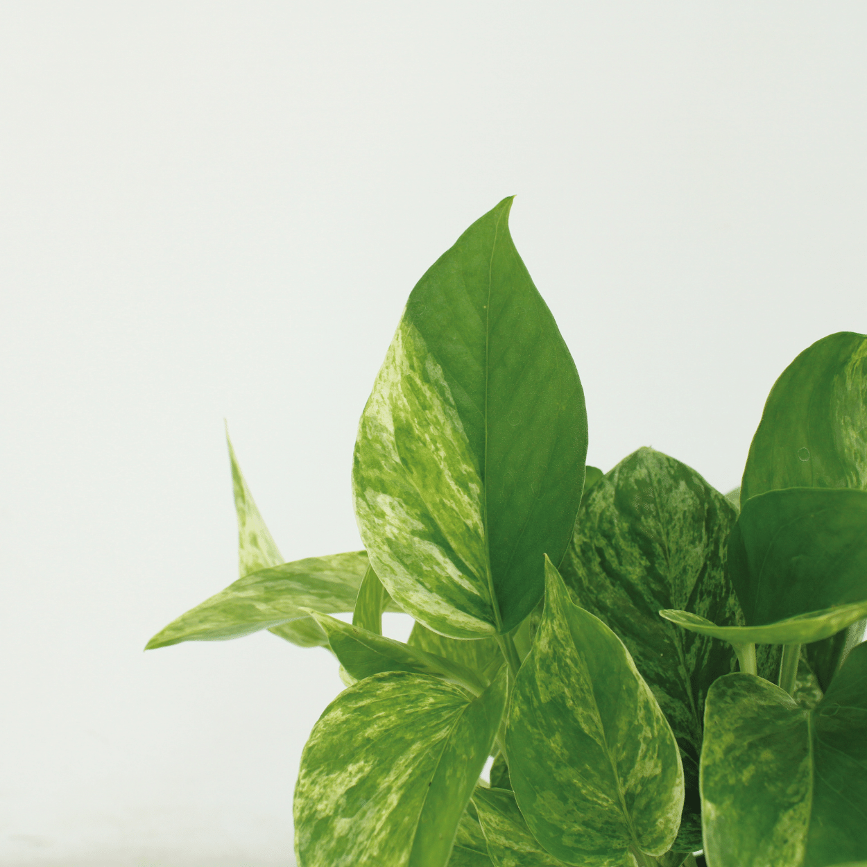 Epipremnum Marble Queen - 4 stuks (10288)