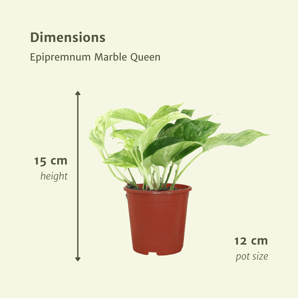 Epipremnum Marble Queen - 4 stuks (10288)